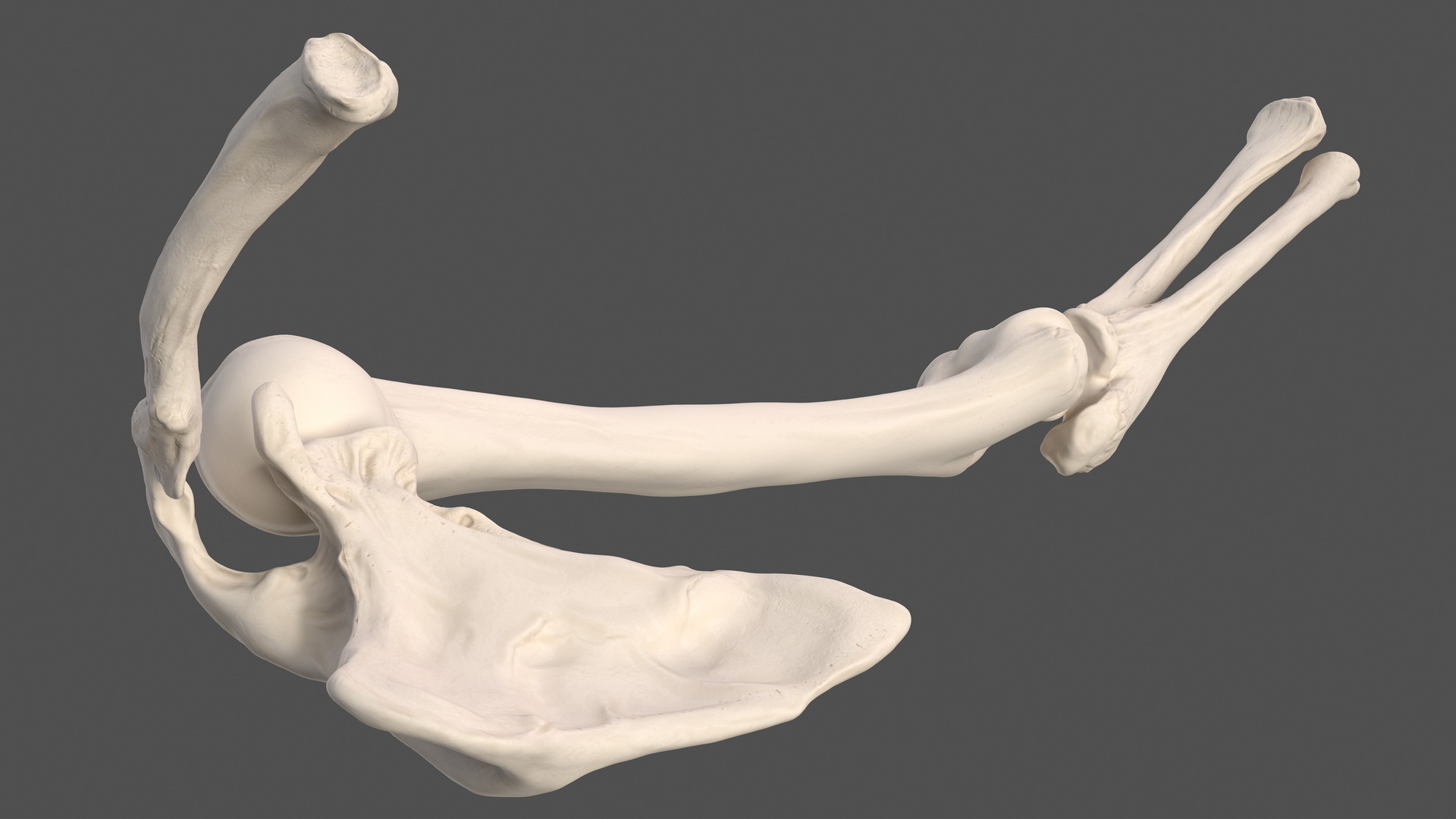 3D Male Skeleton Full Body model