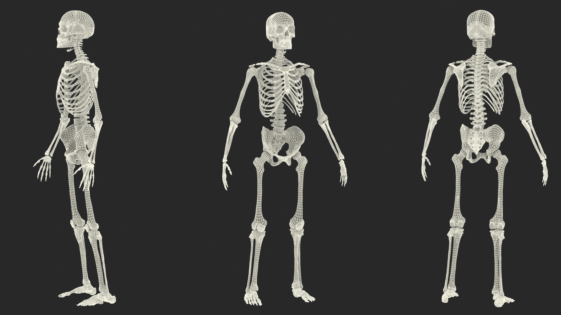 3D Male Skeleton Full Body model