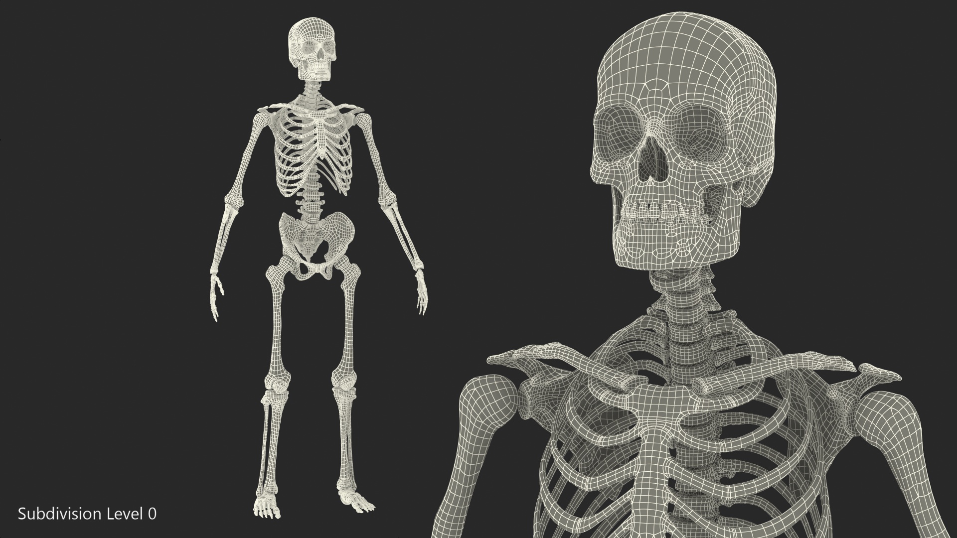 3D Male Skeleton Full Body model