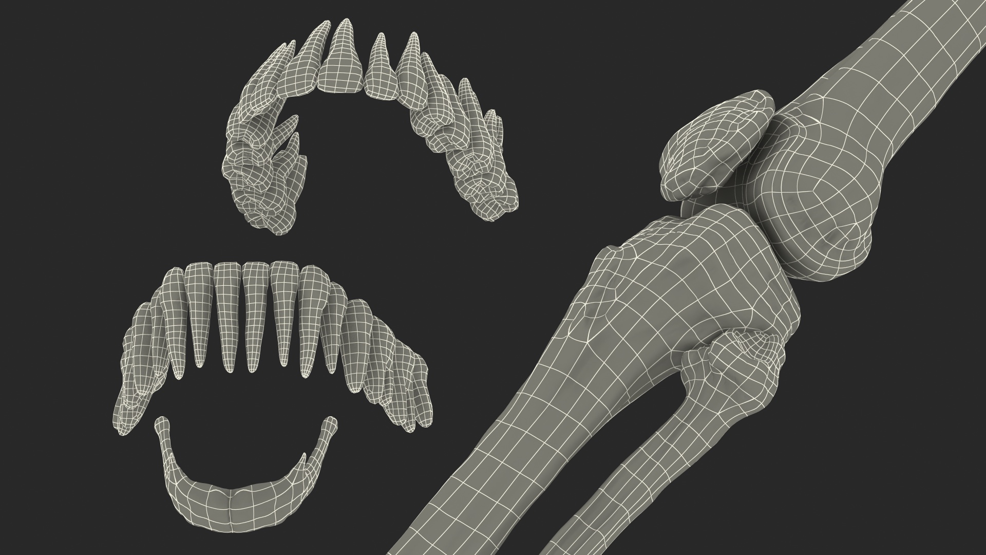 3D Male Skeleton Full Body model