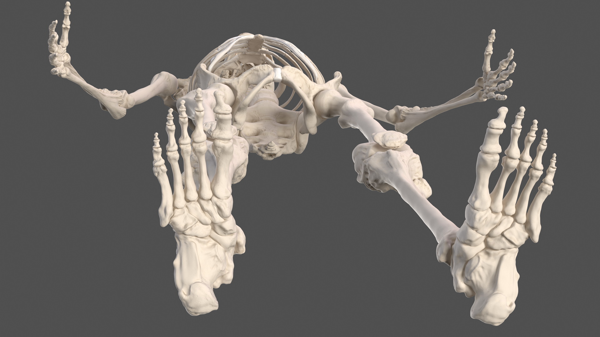 3D Male Skeleton Full Body model