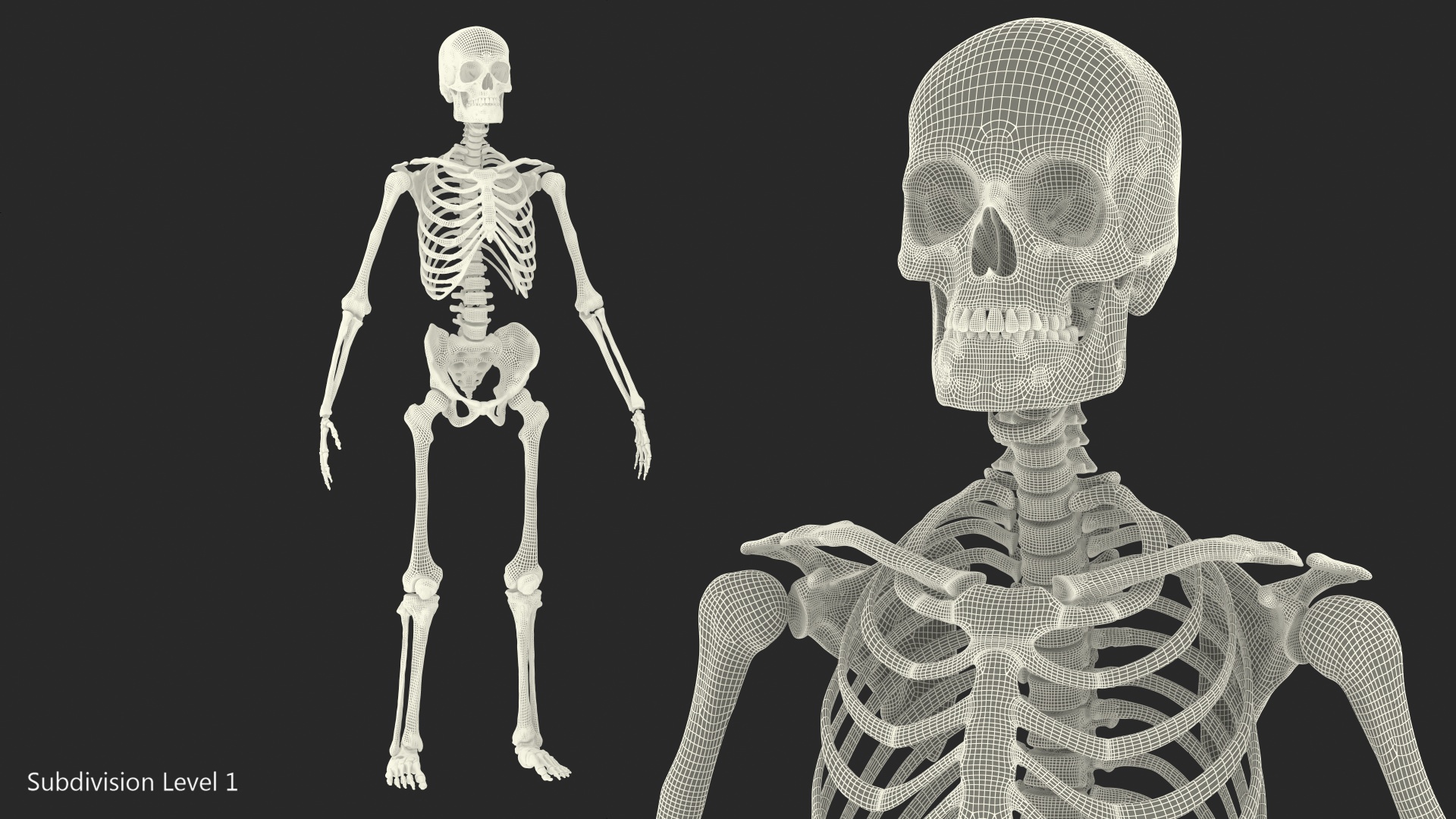 3D Male Skeleton Full Body model