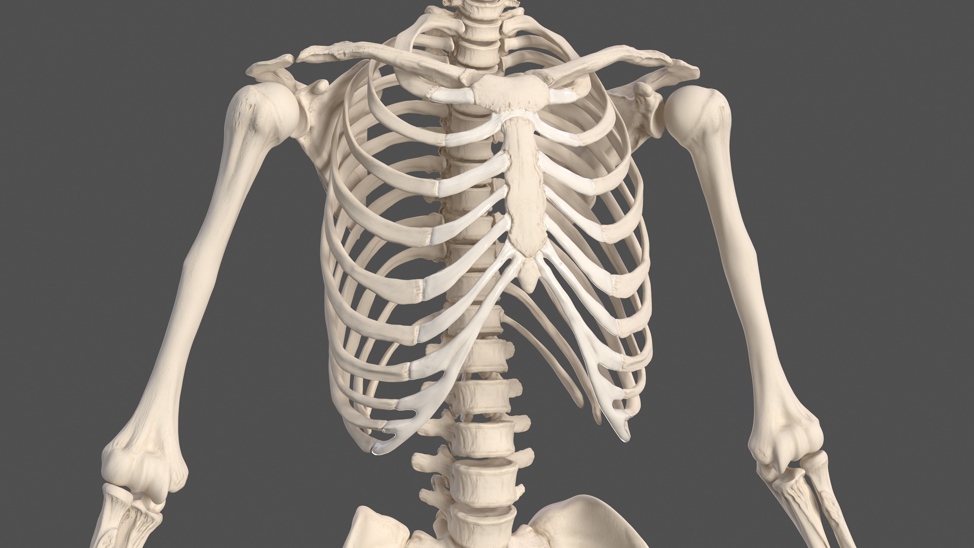 3D Male Skeleton Full Body model