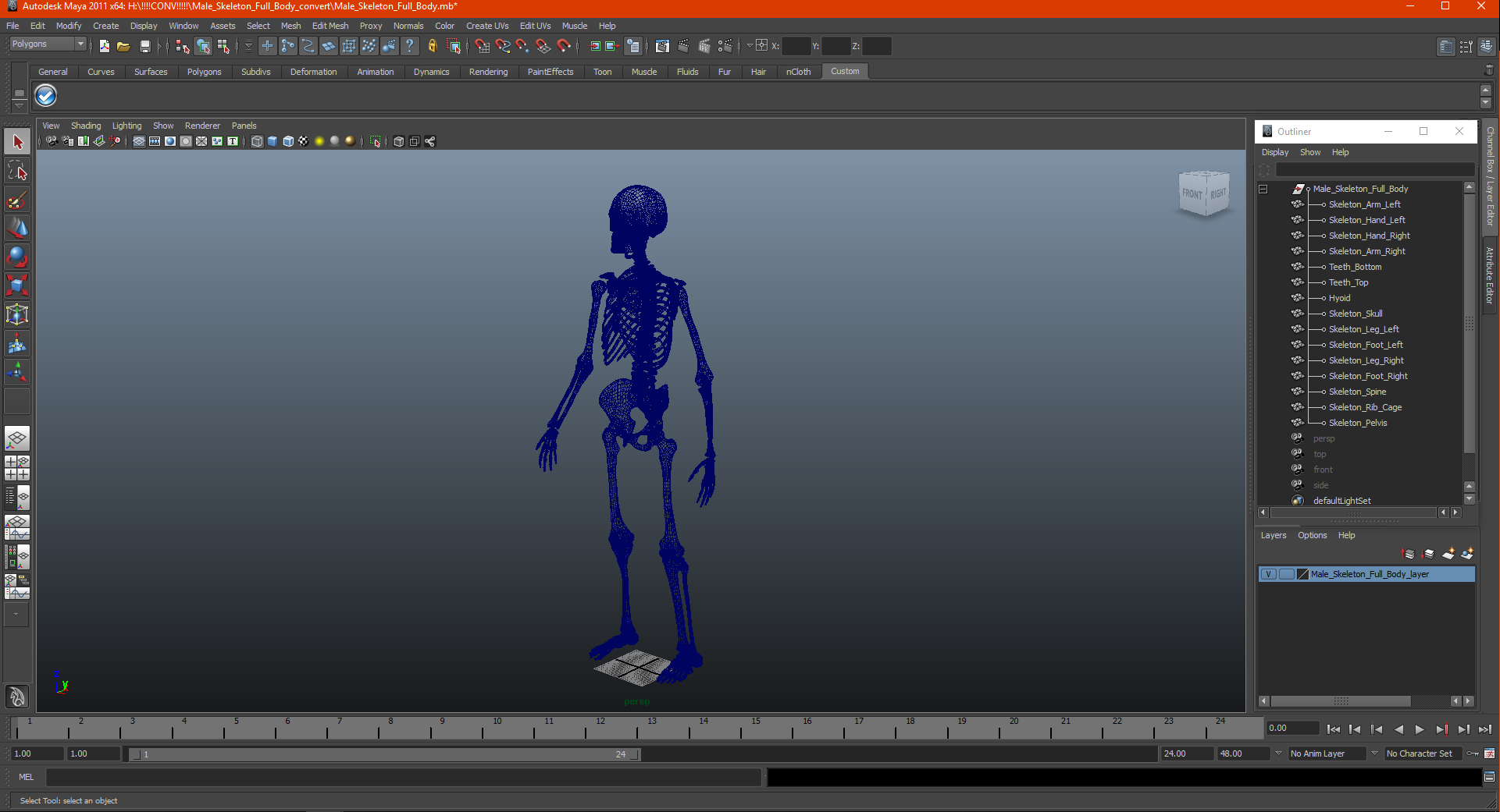 3D Male Skeleton Full Body model