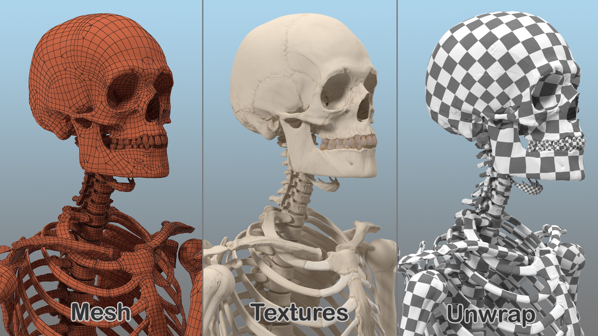 3D Male Skeleton Full Body model