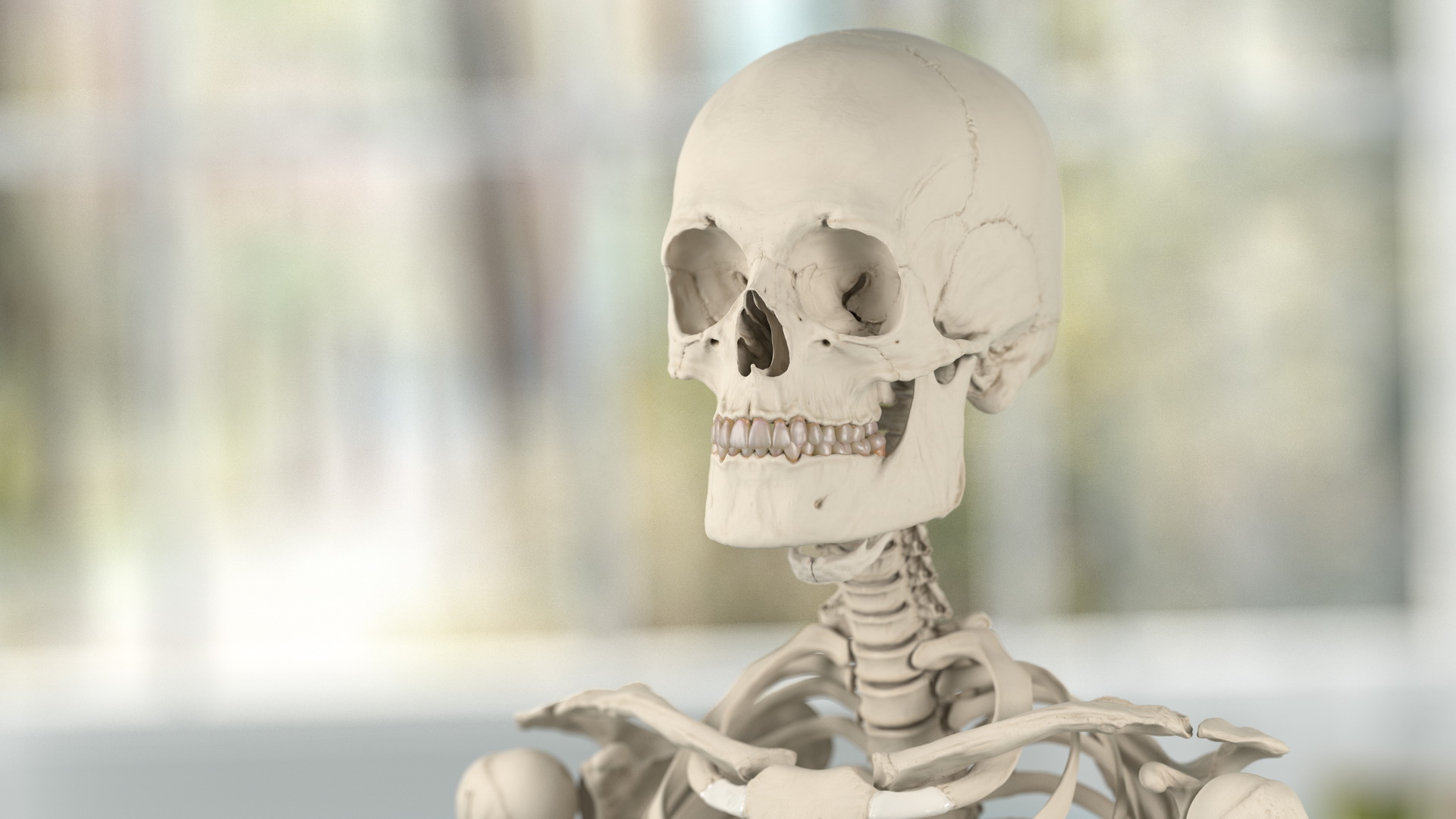 3D Male Skeleton Full Body model