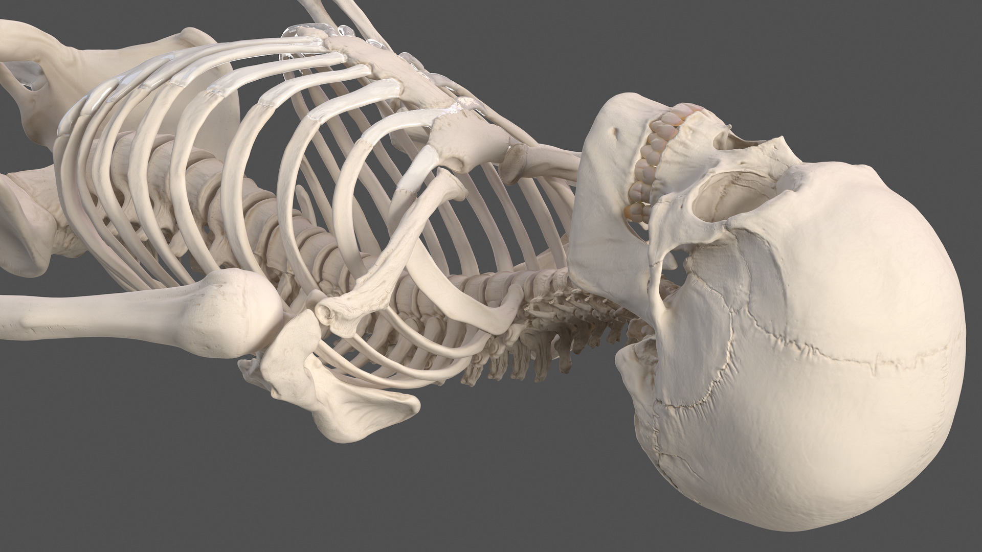 3D Male Skeleton Full Body model