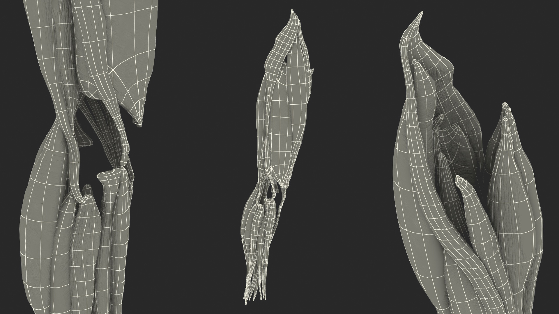 Knee Muscles and Bones 3D