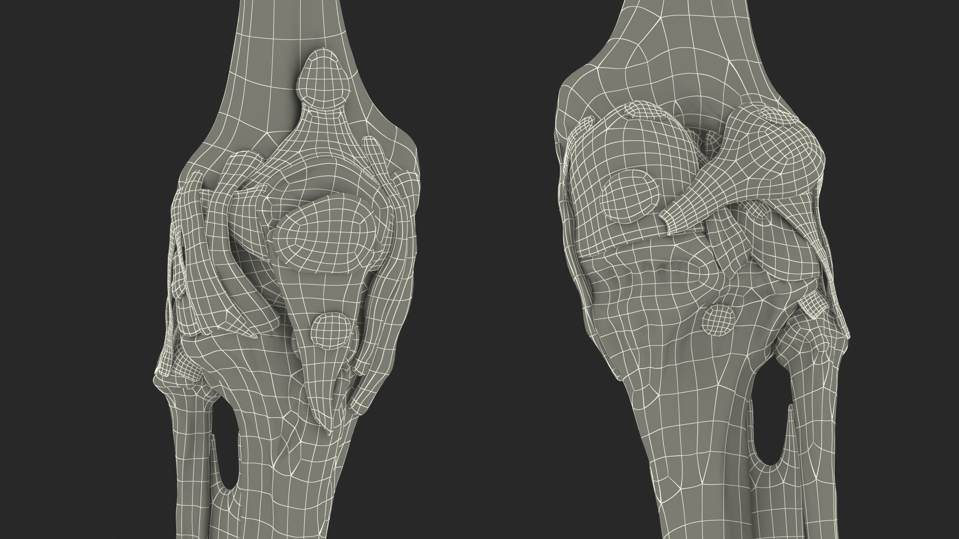 Knee Muscles and Bones 3D