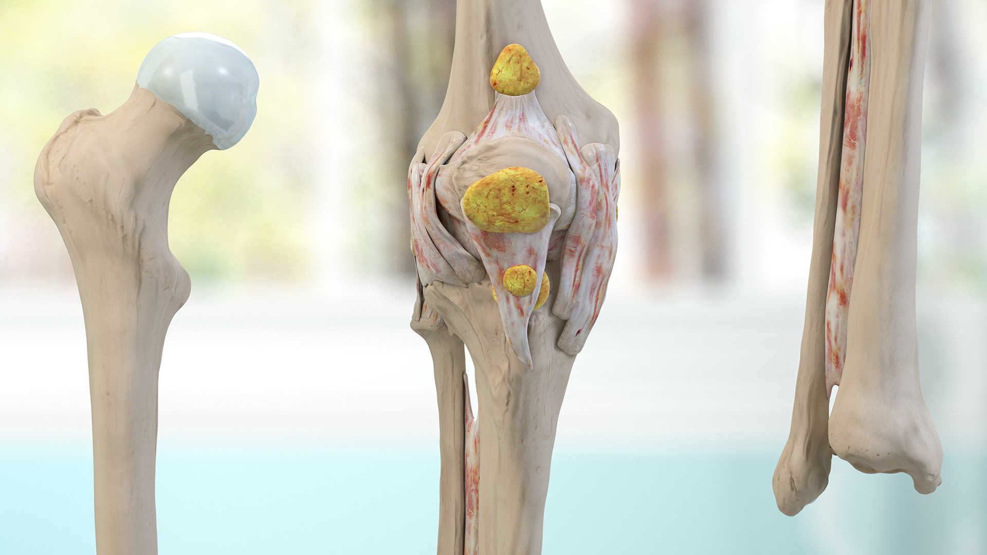 Knee Muscles and Bones 3D