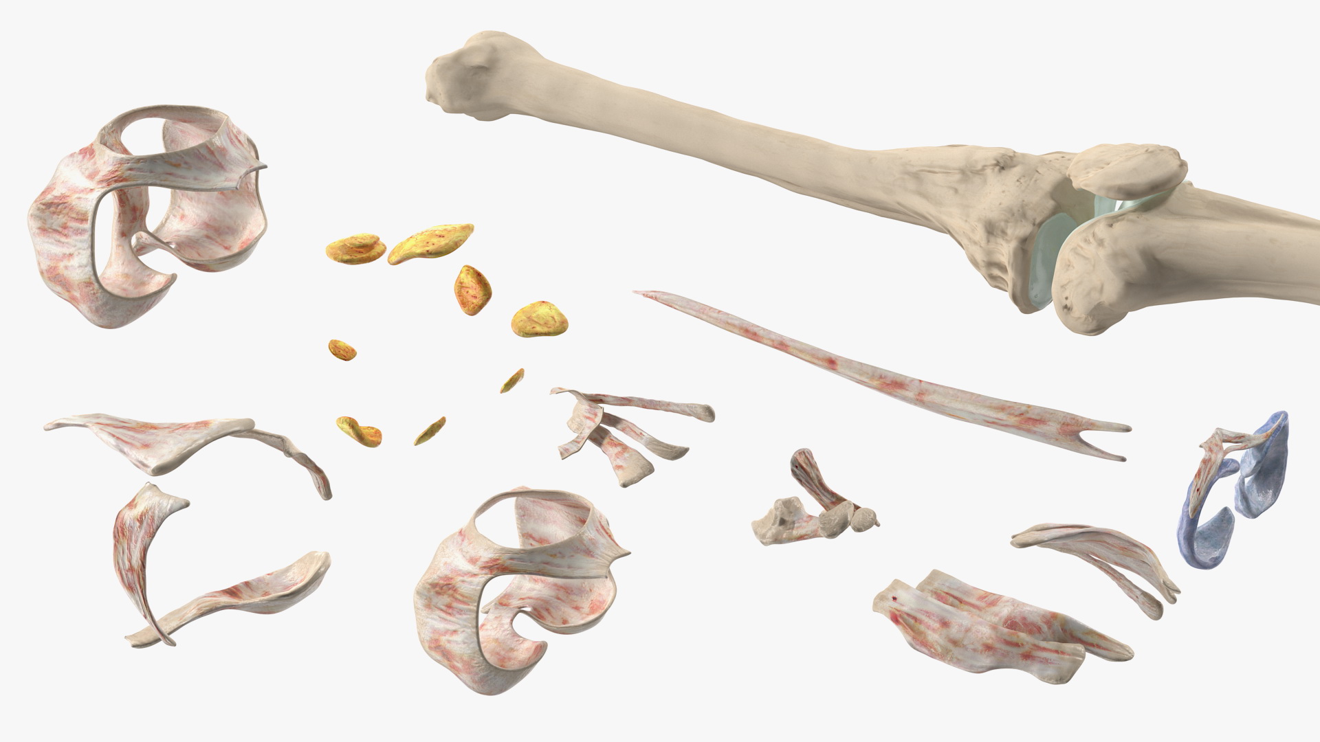 Knee Muscles and Bones 3D