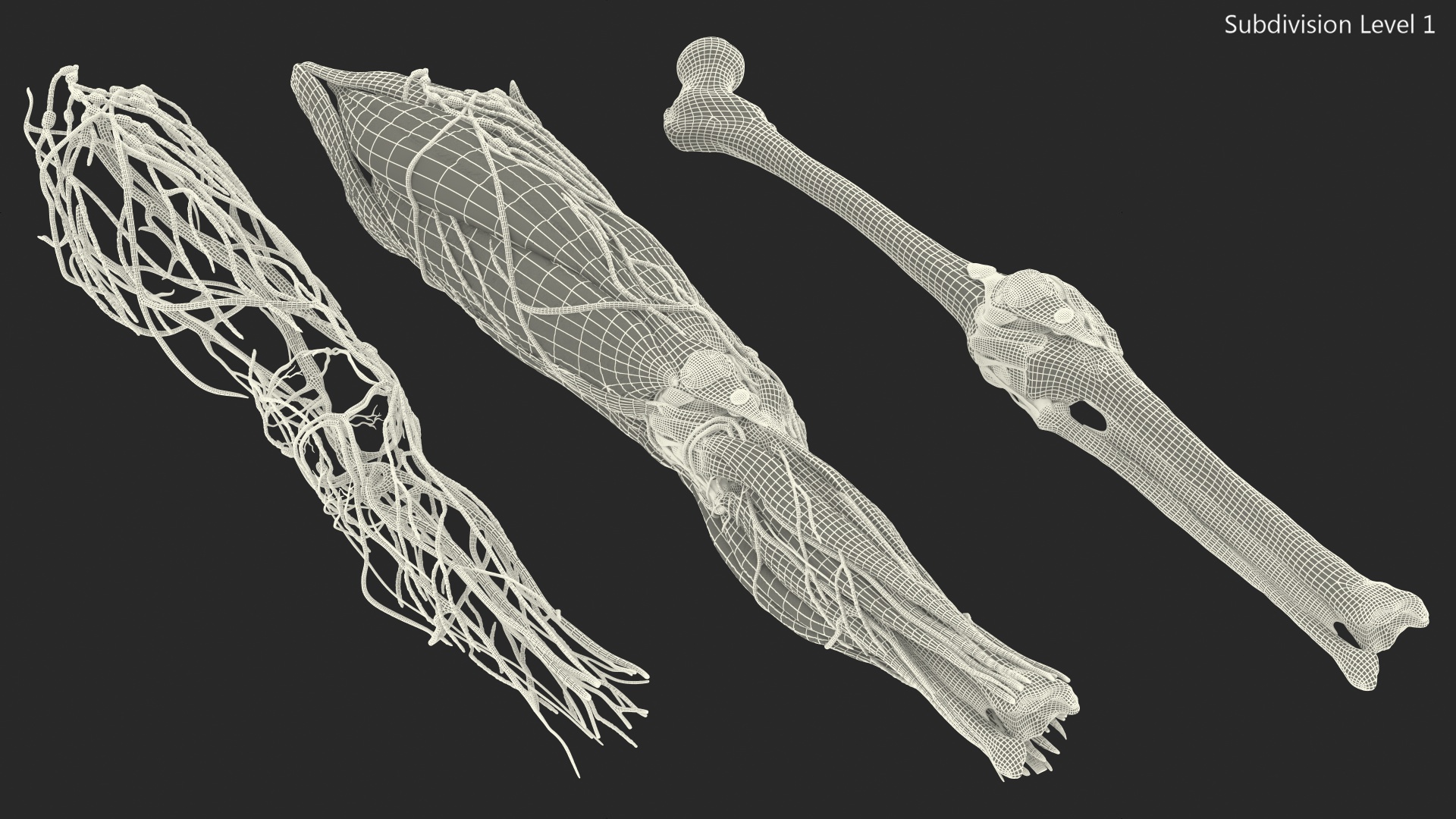 Knee Muscles and Bones 3D