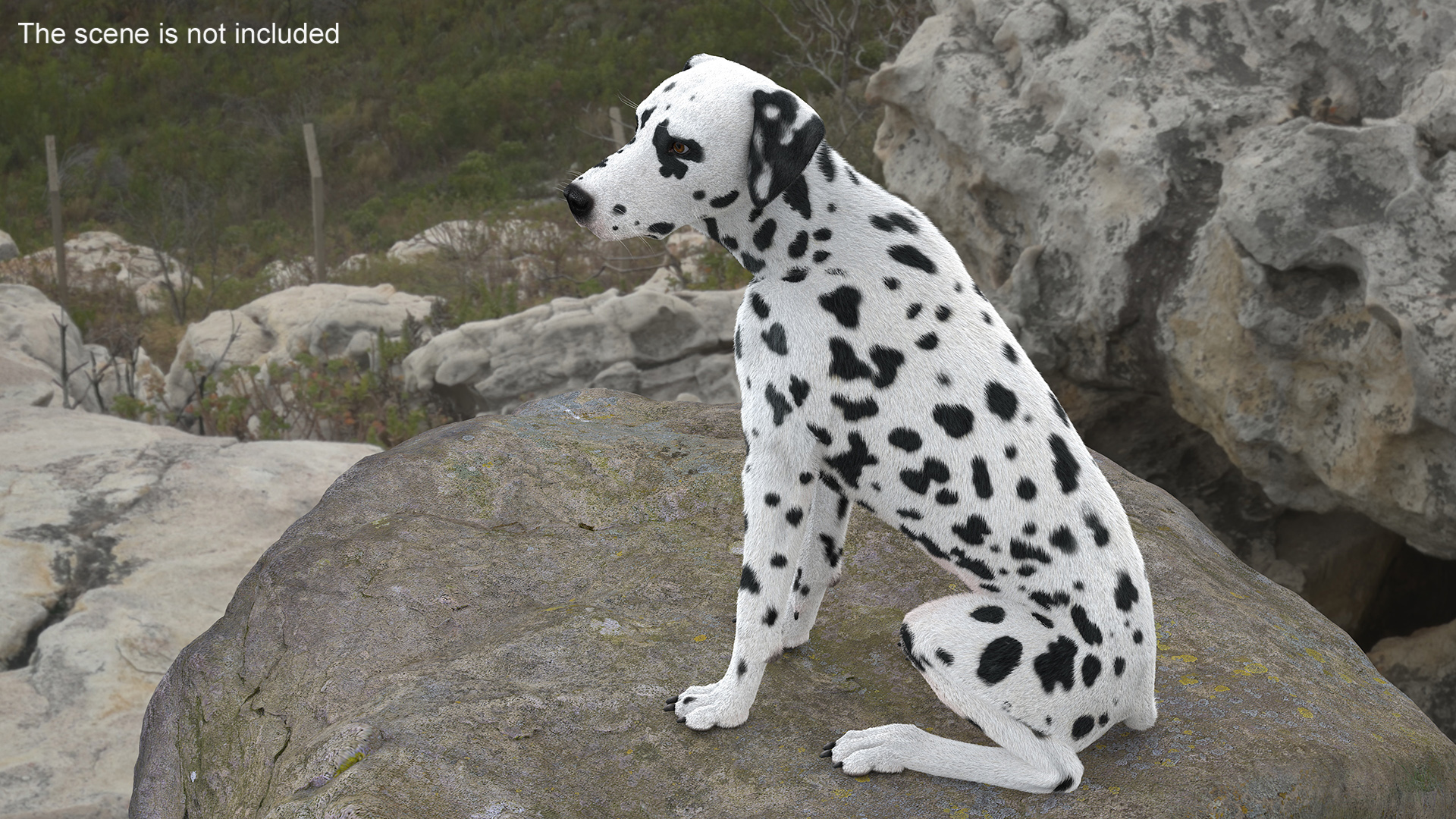 3D Spotted Sitting Dalmatian Dog Fur model