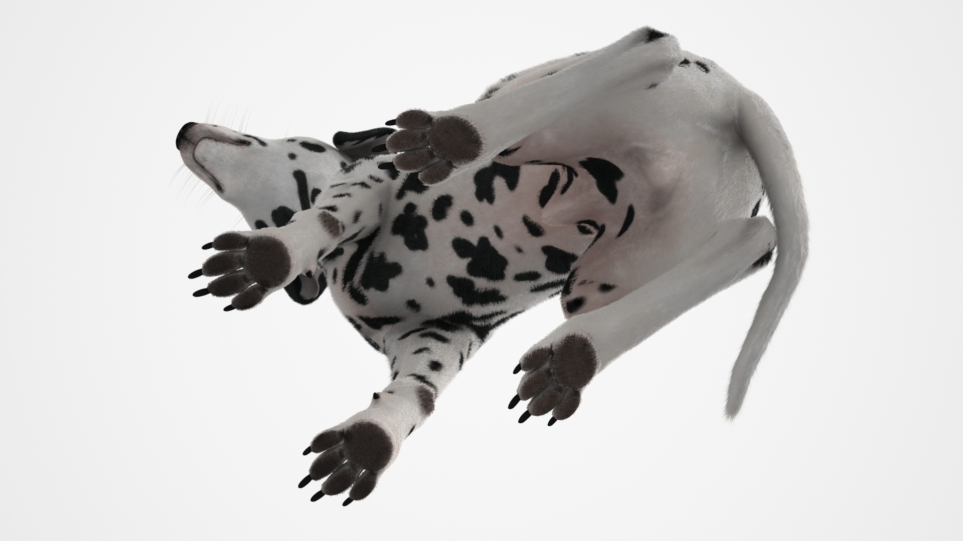 3D Spotted Sitting Dalmatian Dog Fur model