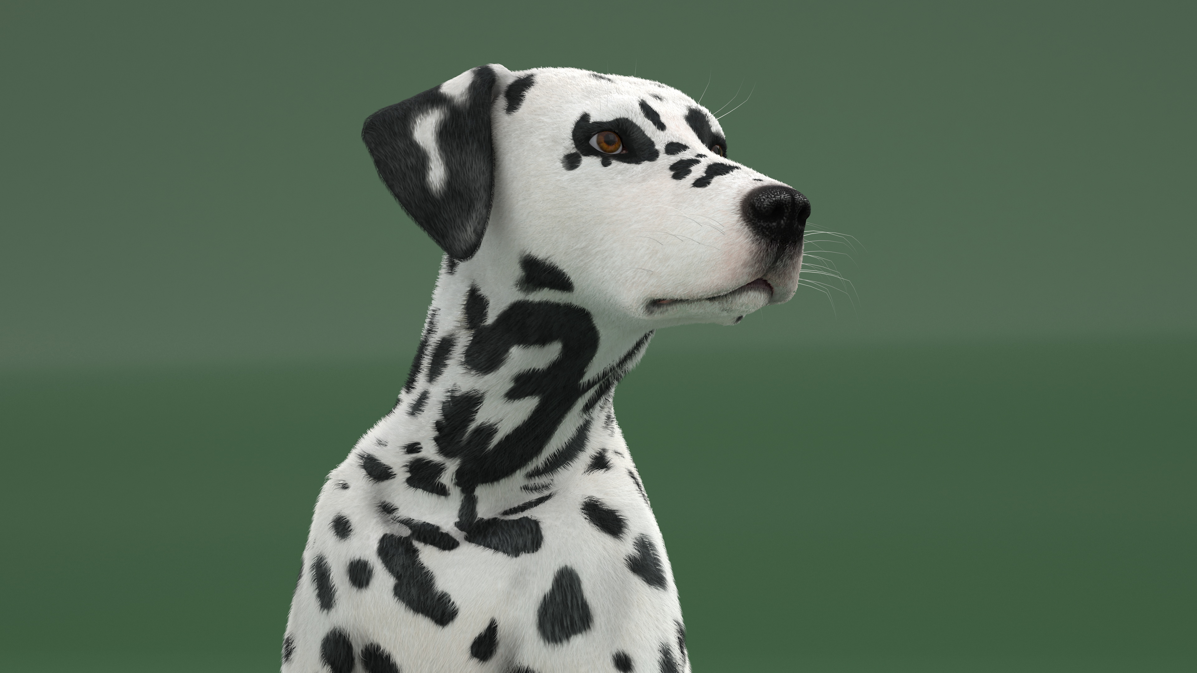 3D Spotted Sitting Dalmatian Dog Fur model