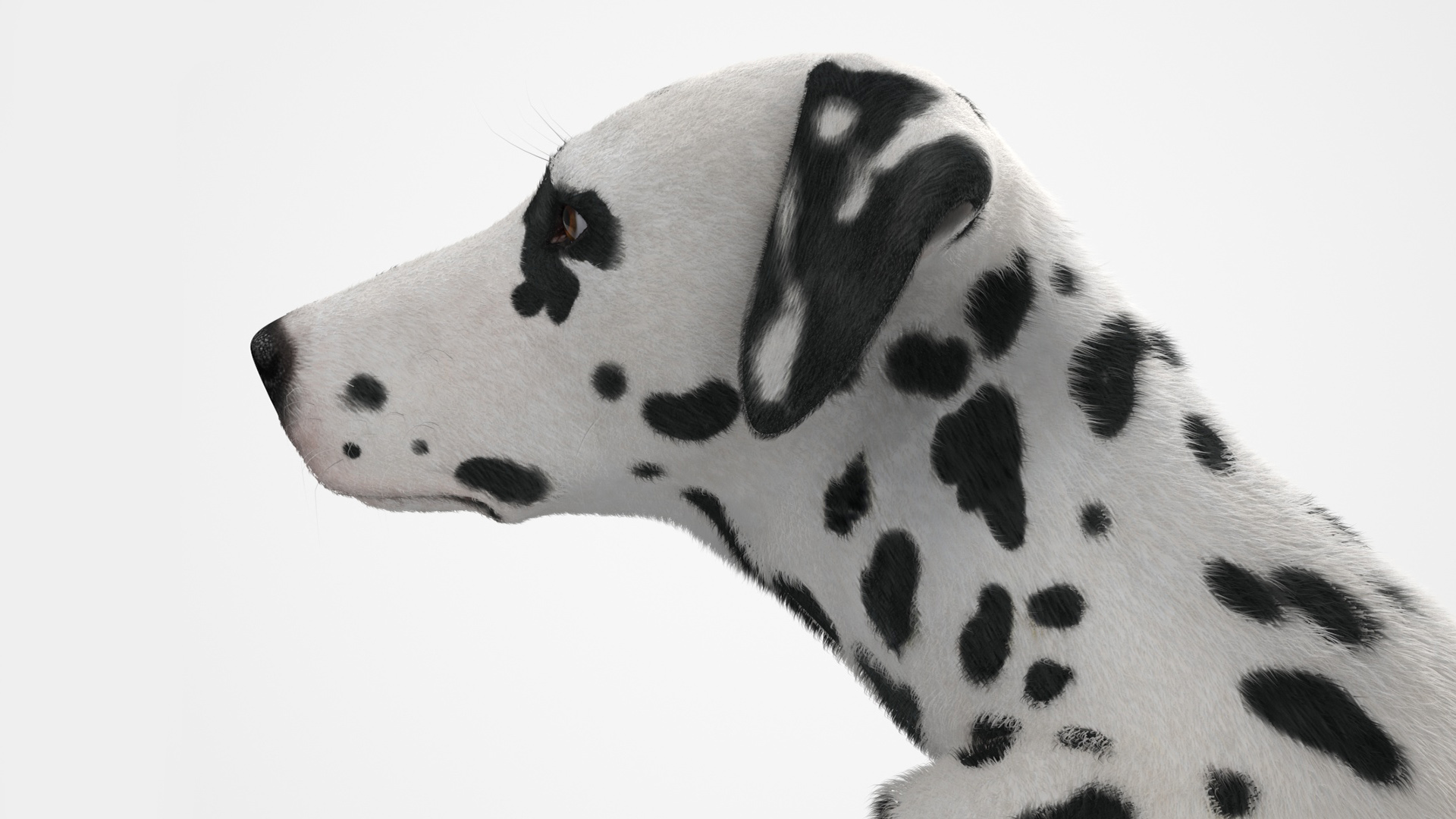 3D Spotted Sitting Dalmatian Dog Fur model