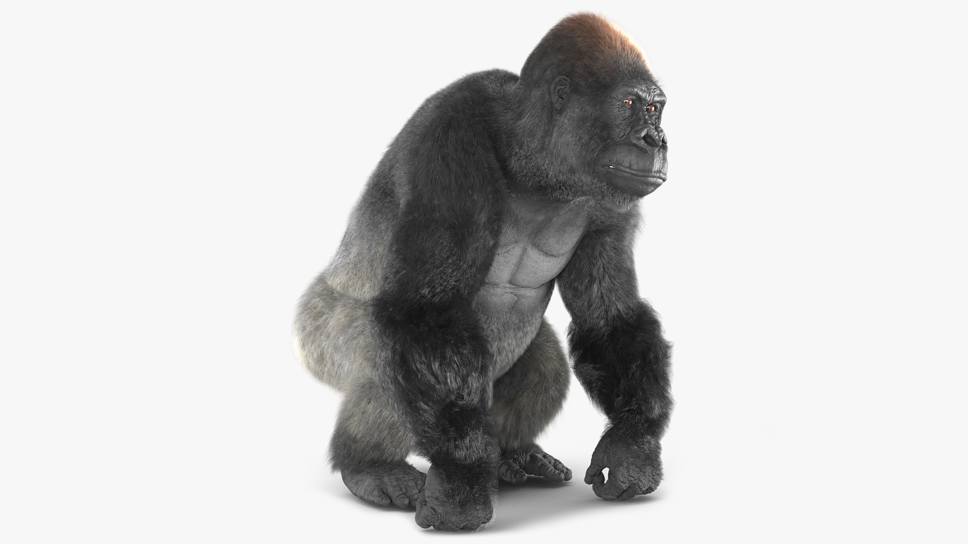 Gorilla Fur Animated Rigged 3D