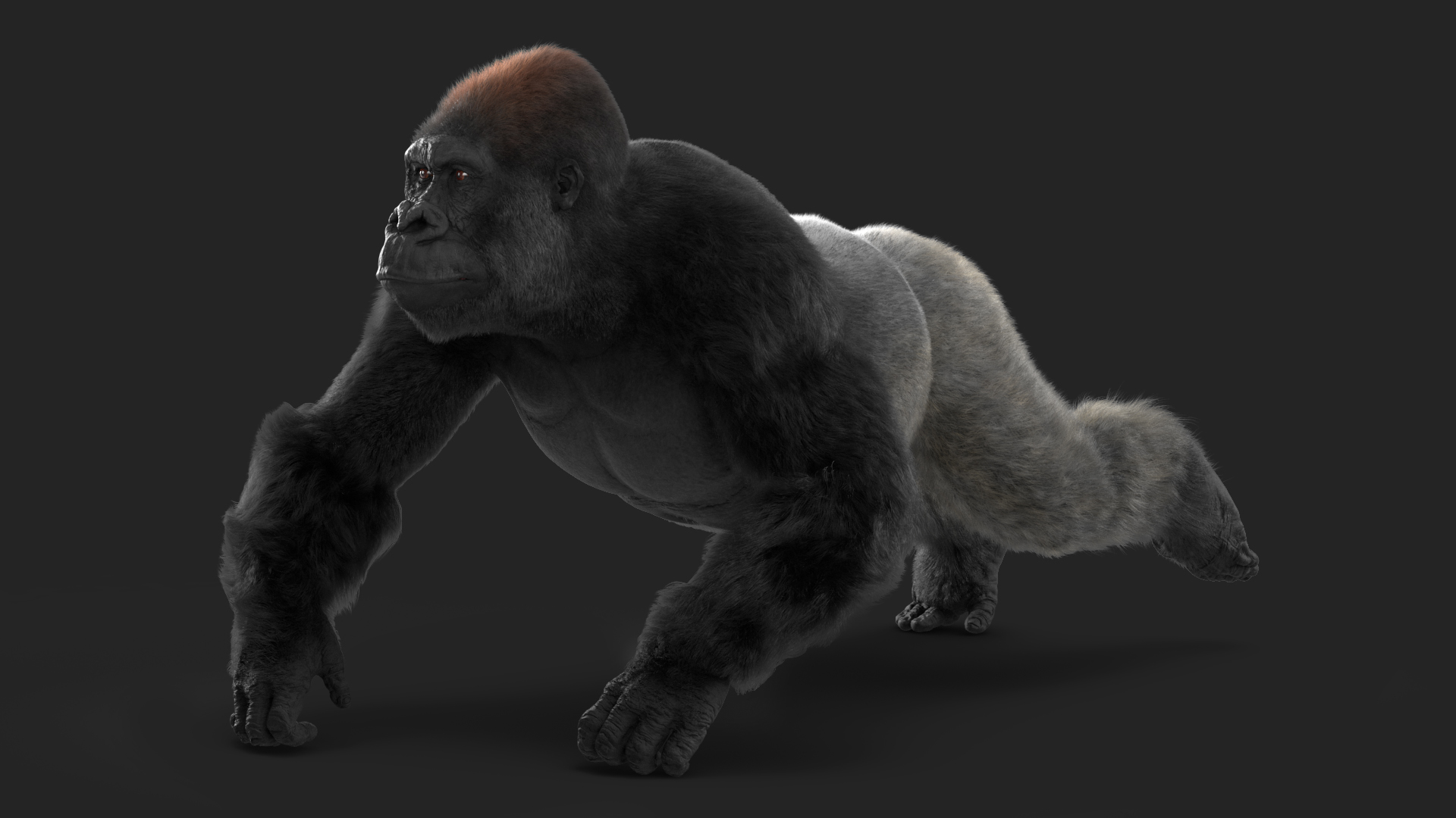 Gorilla Fur Animated Rigged 3D