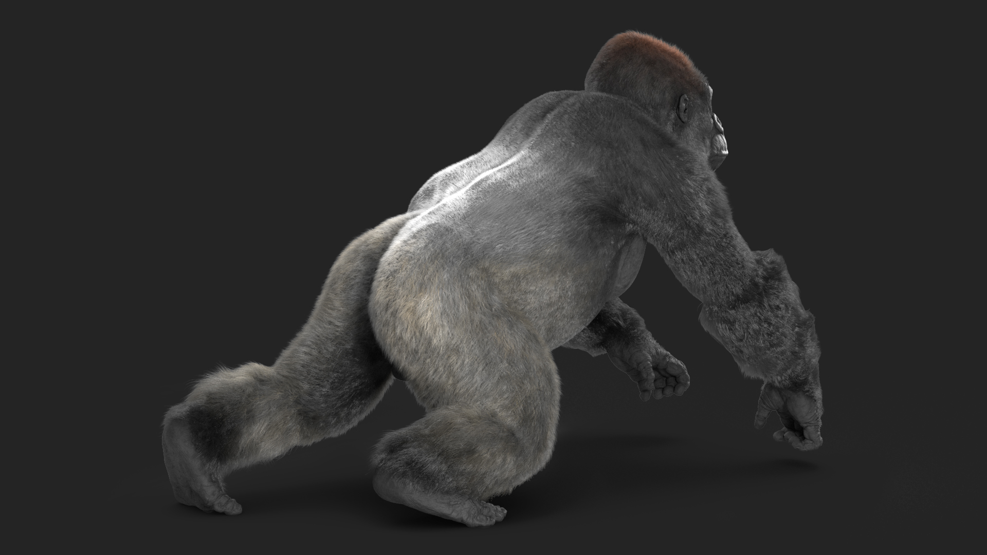 Gorilla Fur Animated Rigged 3D