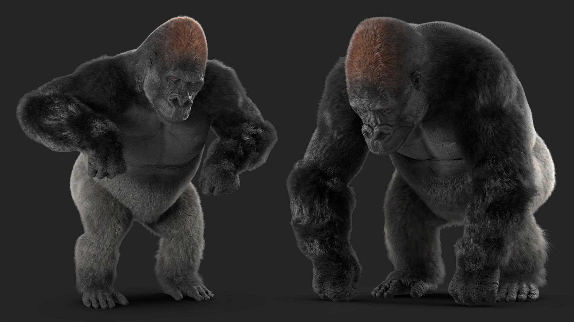 Gorilla Fur Animated Rigged 3D