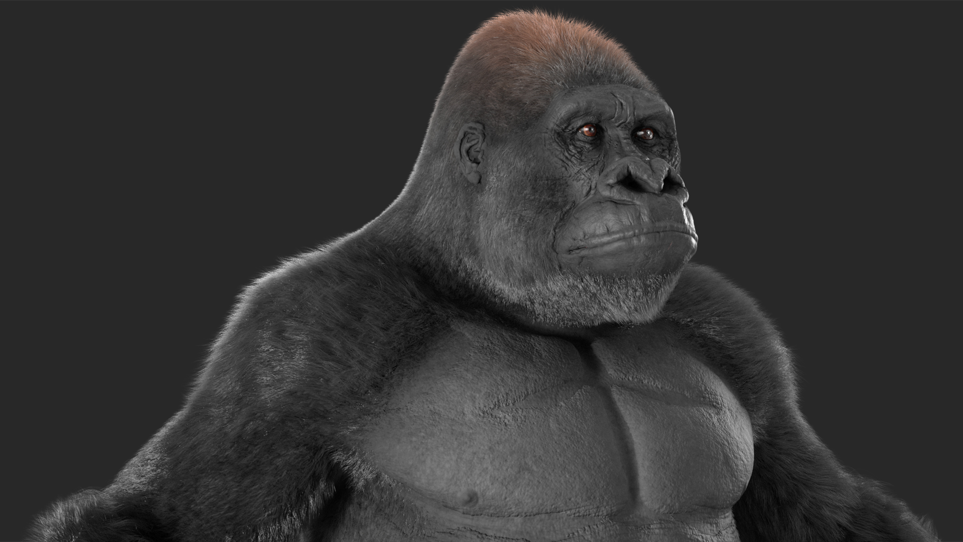 Gorilla Fur Animated Rigged 3D