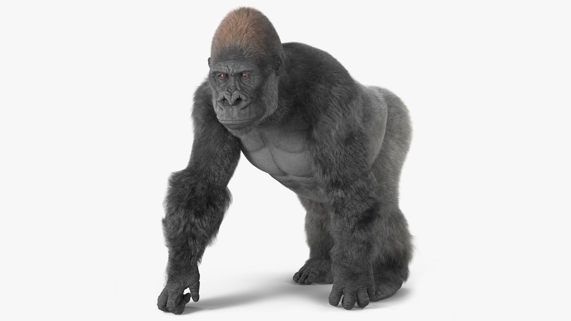 Gorilla Fur Animated Rigged 3D