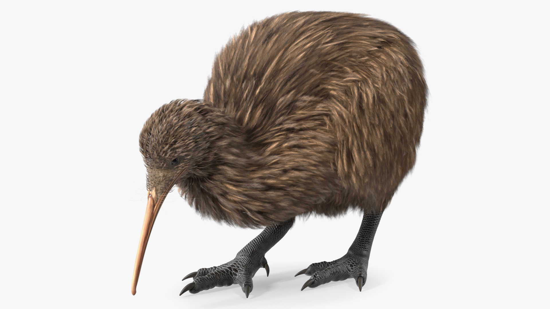 Cute Kiwi Bird 3D model