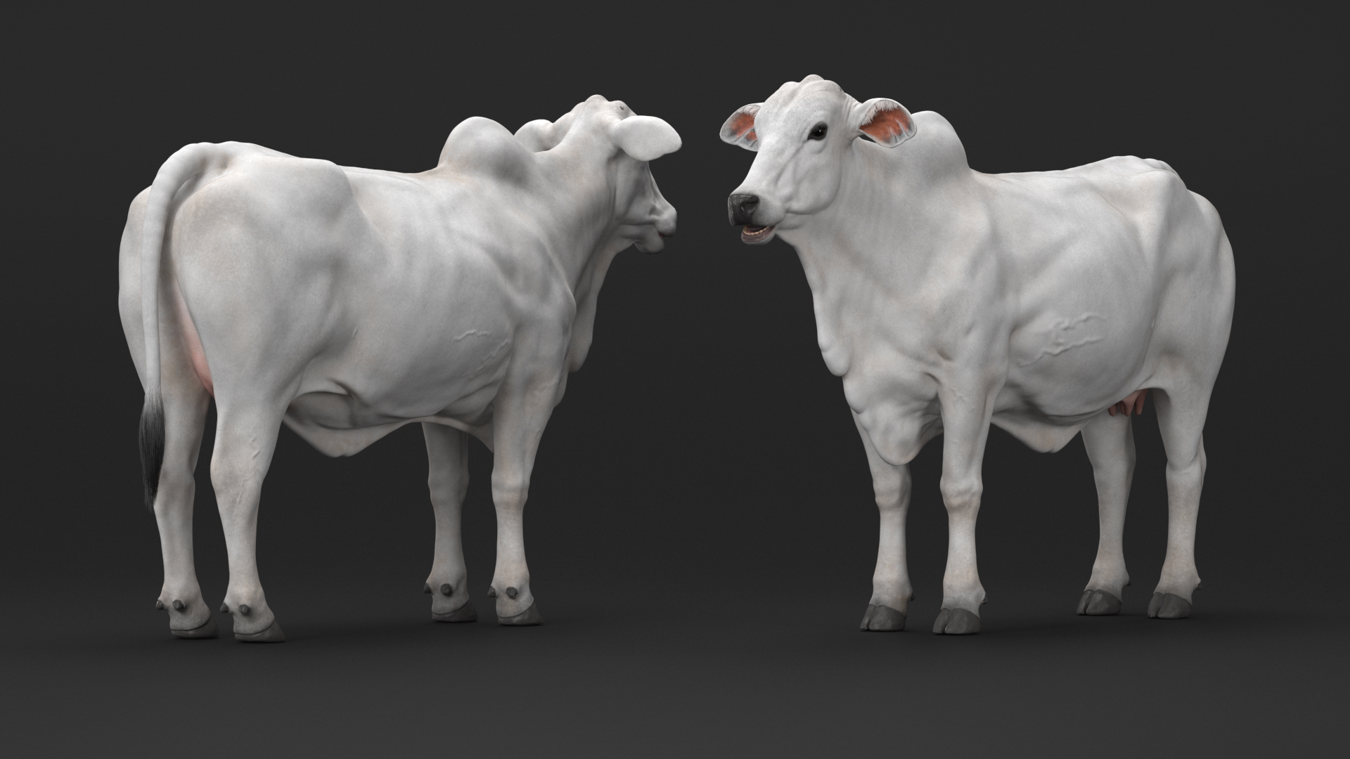 3D Nelore Cow Female Fur