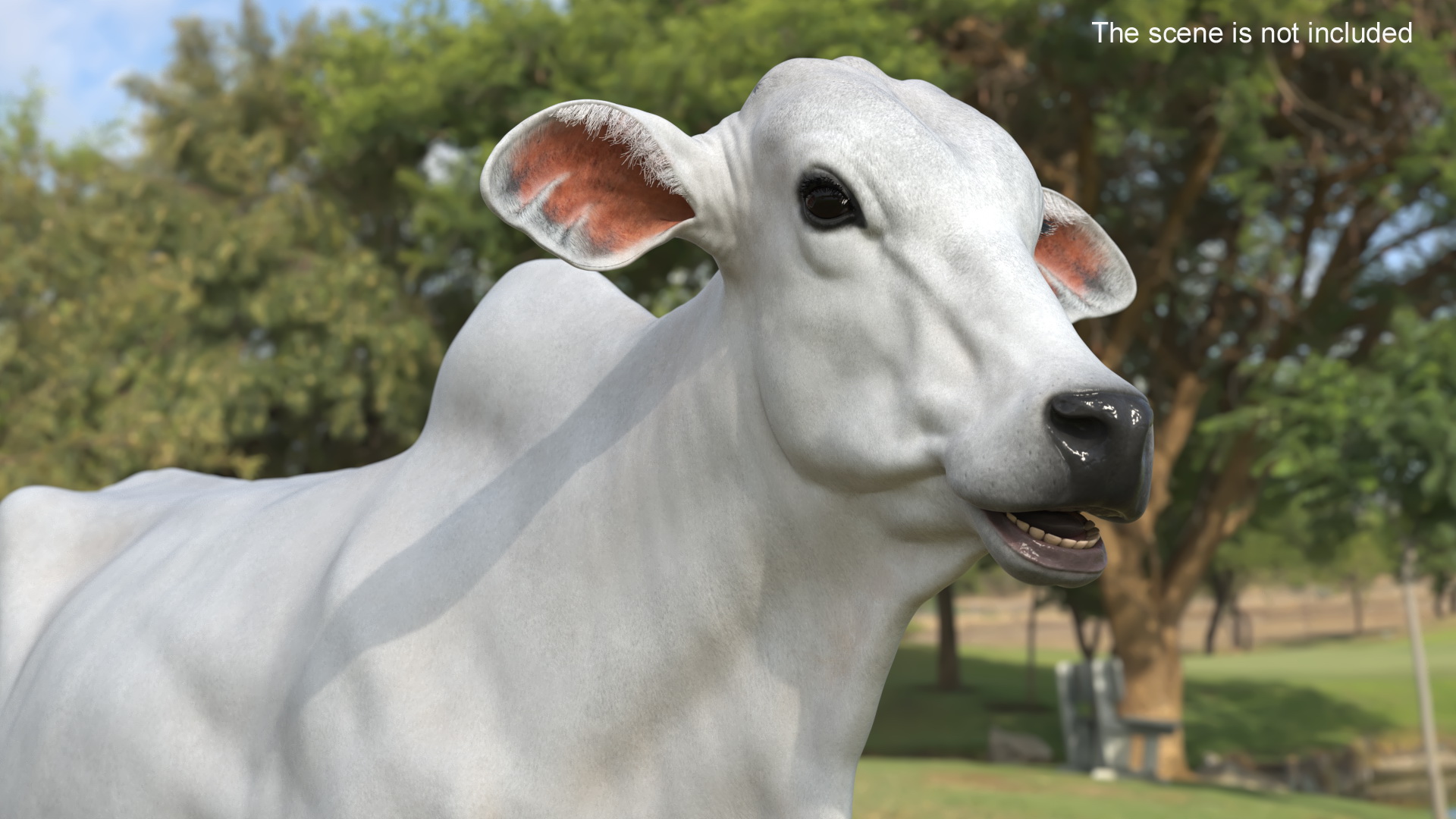 3D Nelore Cow Female Fur