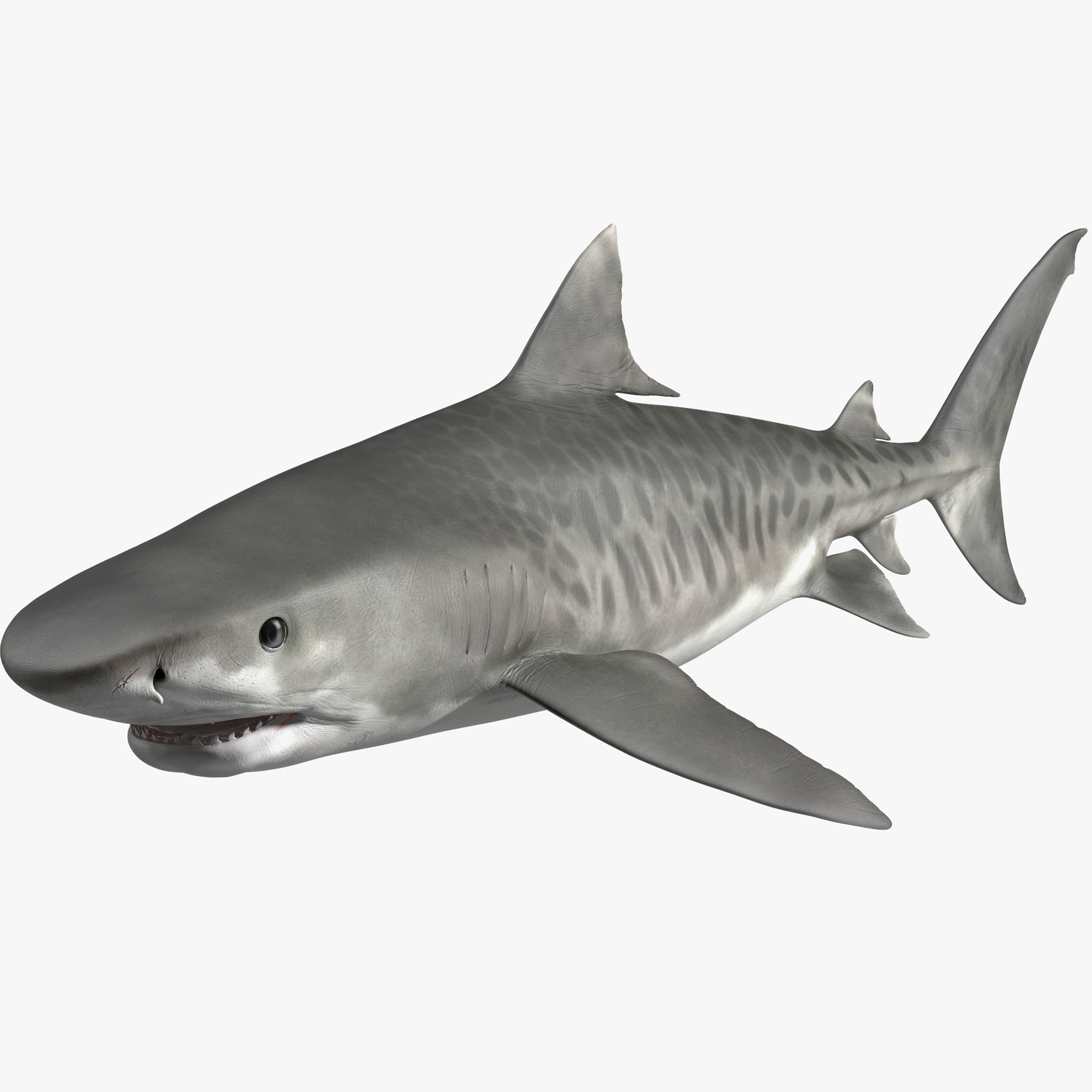 Tiger Shark Rigged for Maya 3D