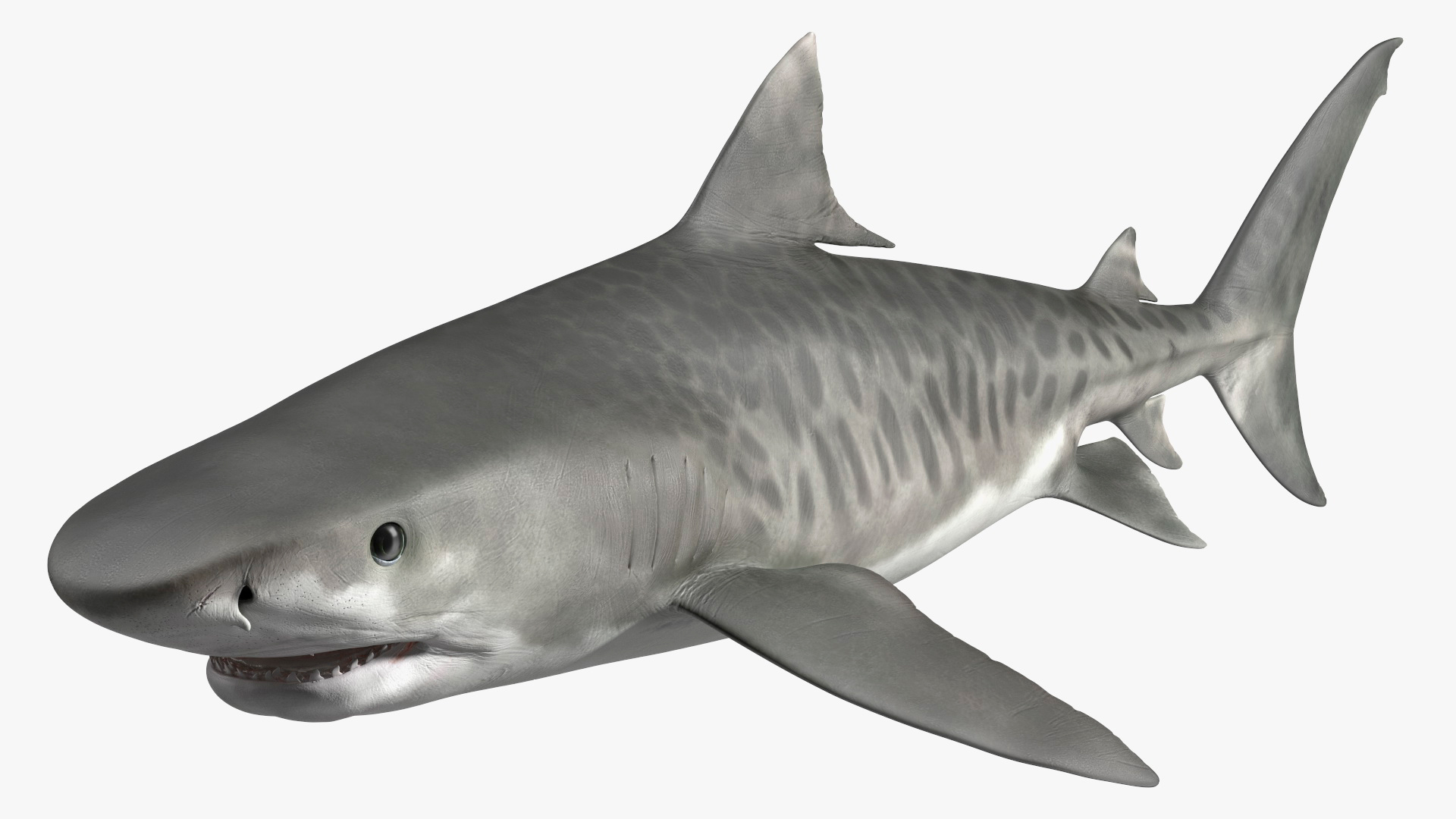 Tiger Shark Rigged for Maya 3D