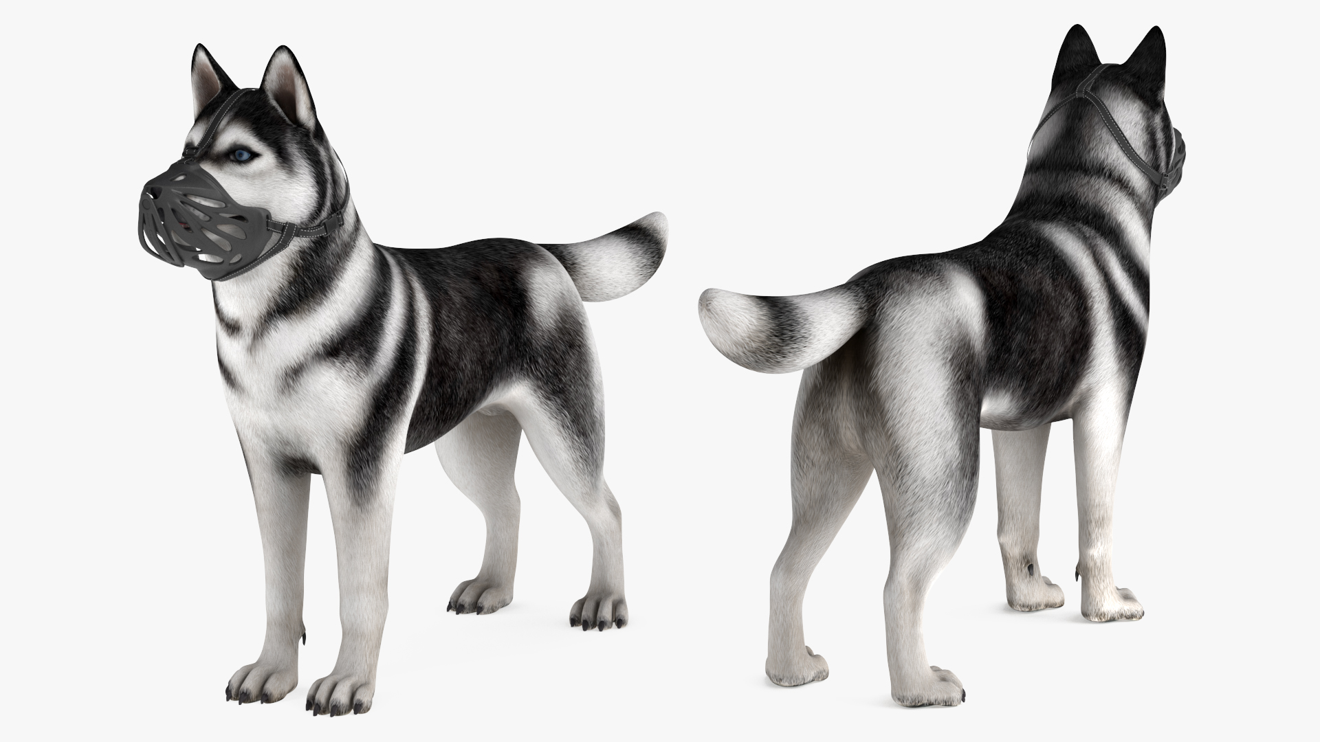 3D Siberian Husky with Muzzle