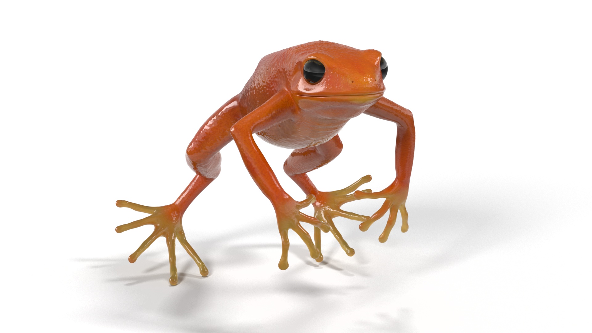 3D Mantella Frog Jumping