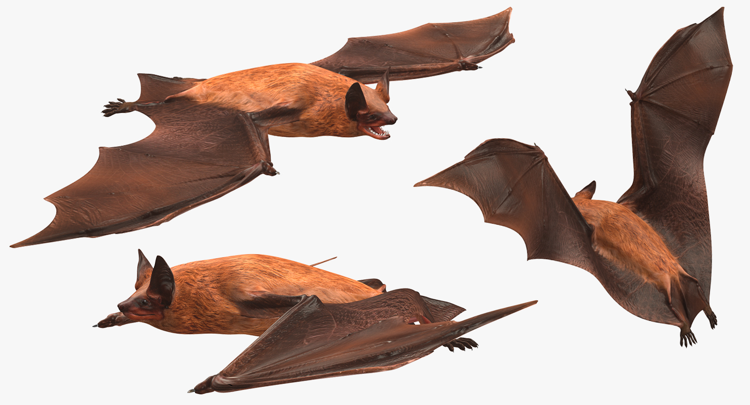 3D model Bat Rigged