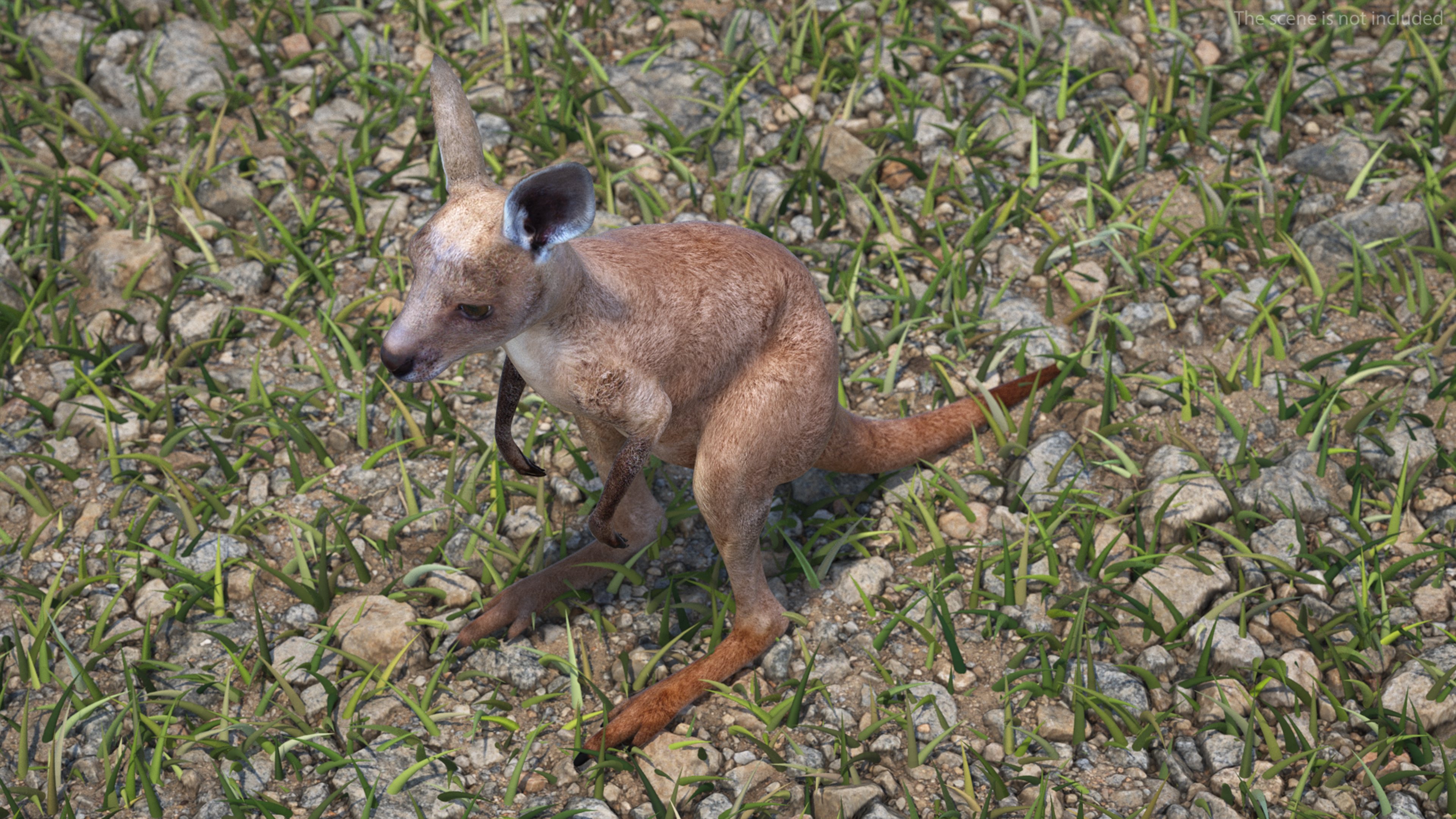 Baby Kangaroo Rigged for Maya 3D model