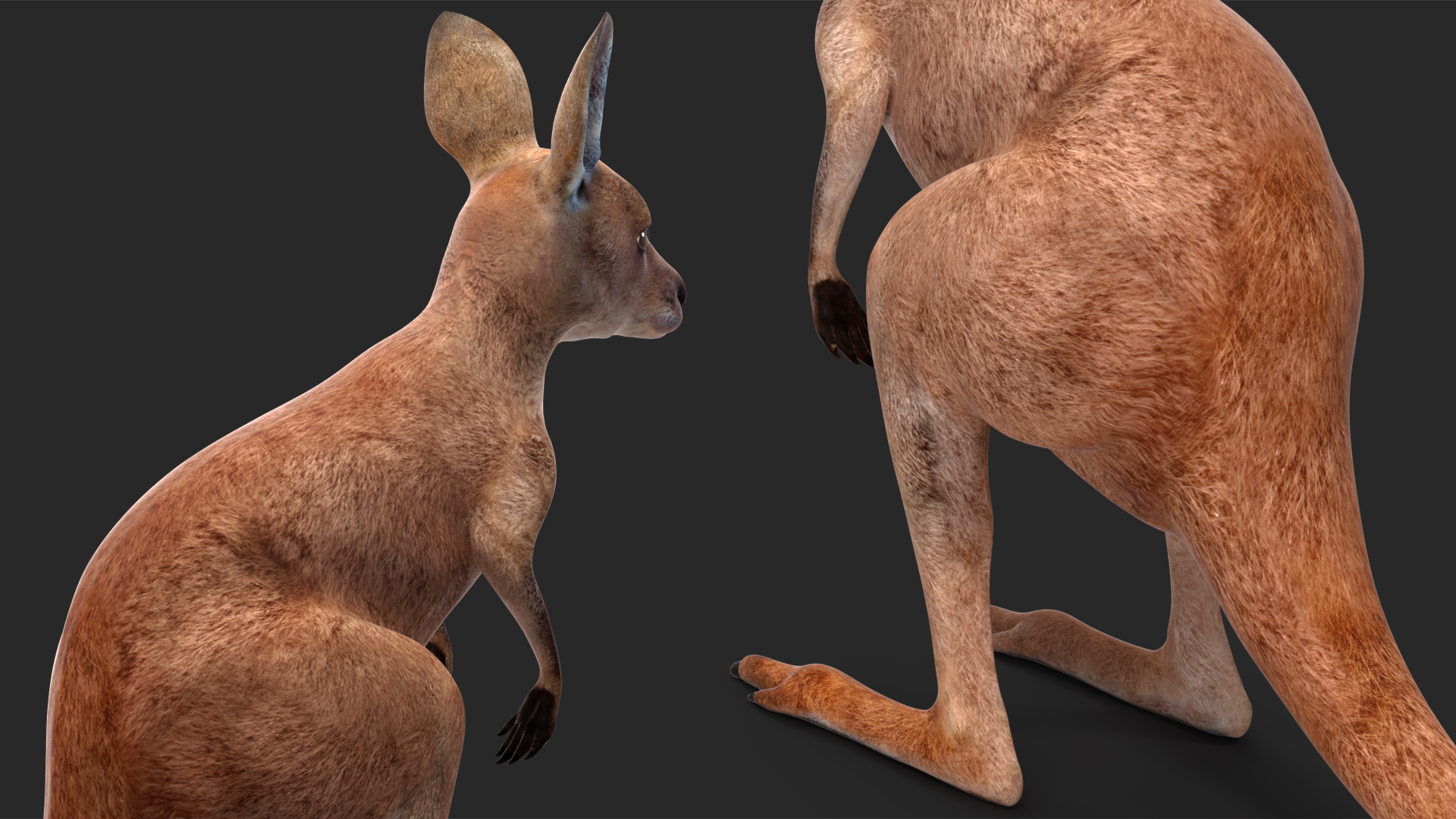 Baby Kangaroo Rigged for Cinema 4D 3D model