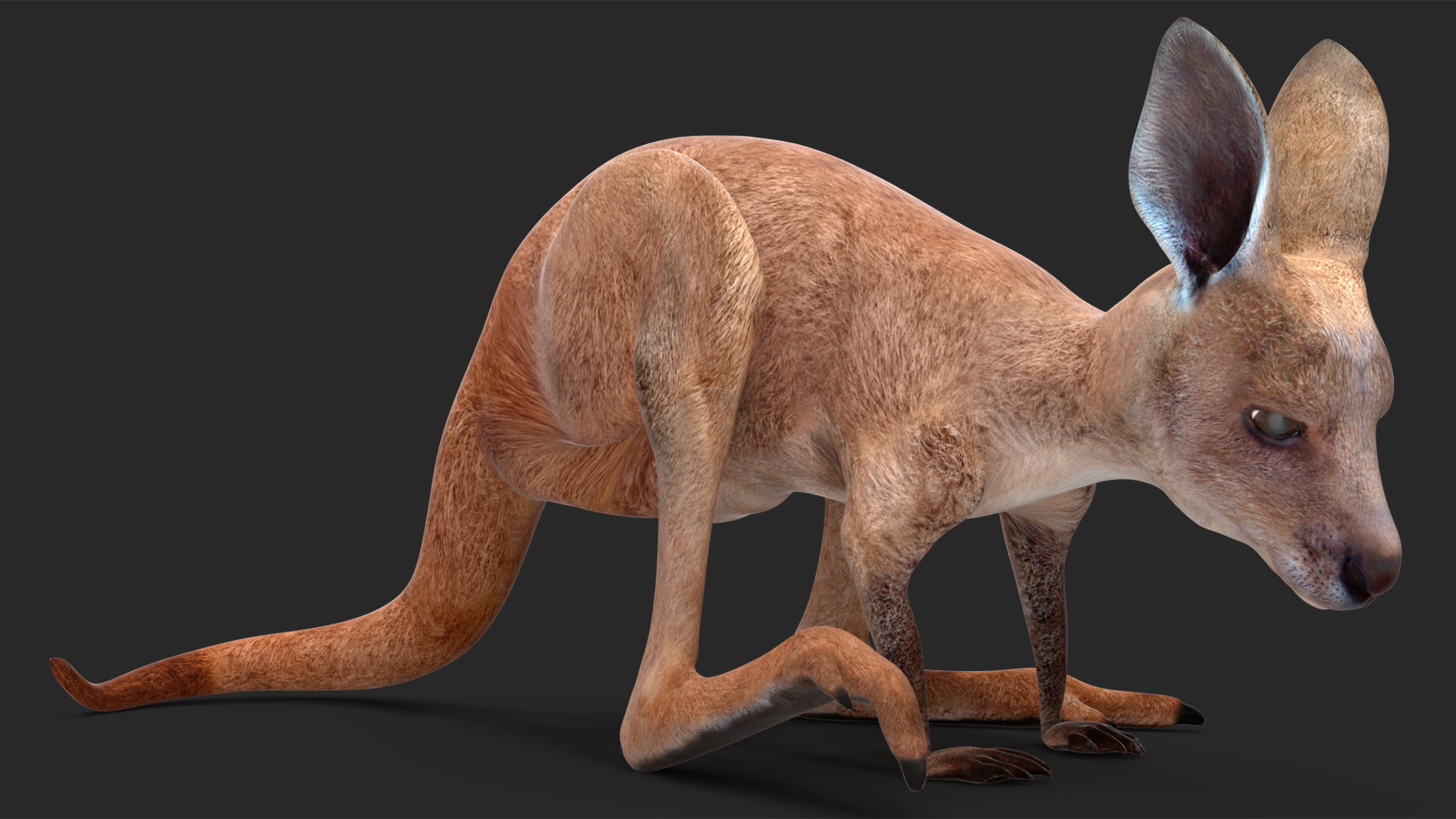 3D model Baby Kangaroo Rigged