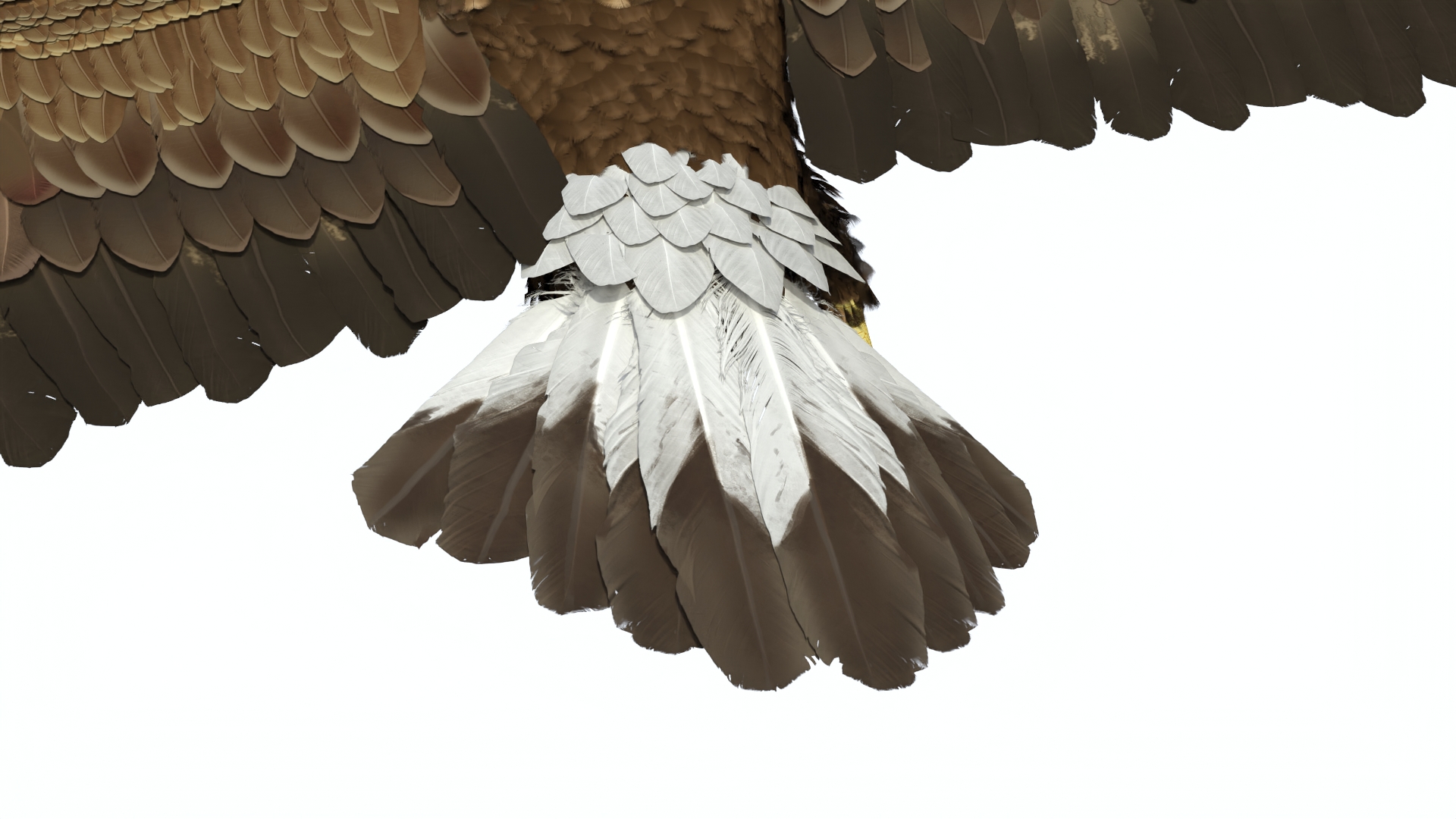 3D model Aquila Chrysaetos Eagle Flying