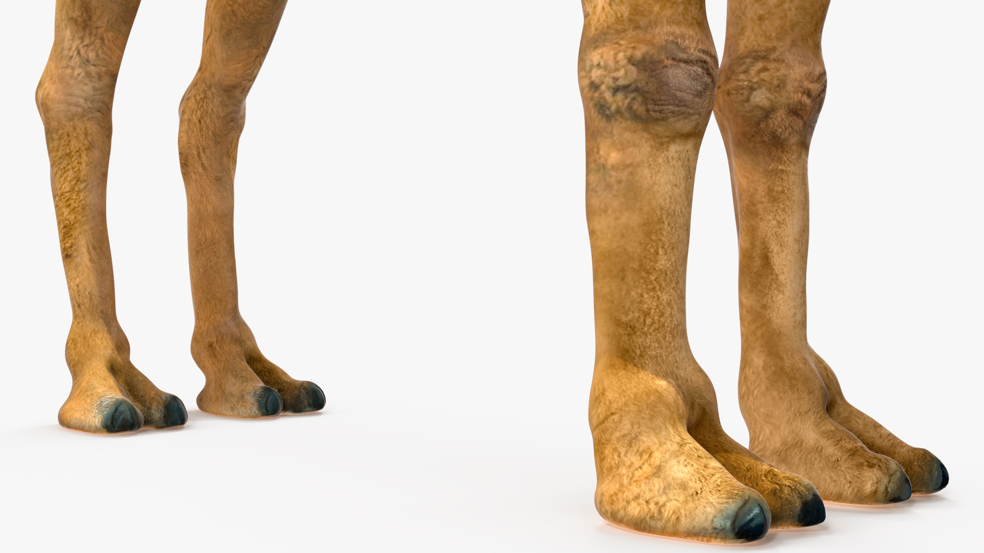 3D model Bactrian Camel Rigged for Cinema 4D