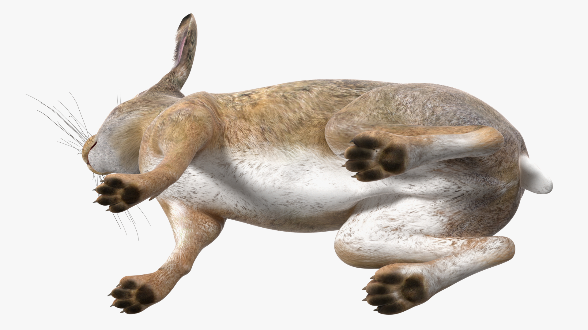 Sitting Lepus Americanus 3D model