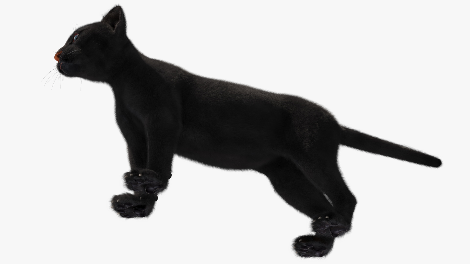 3D Black Panther Cub with Fur Rigged model