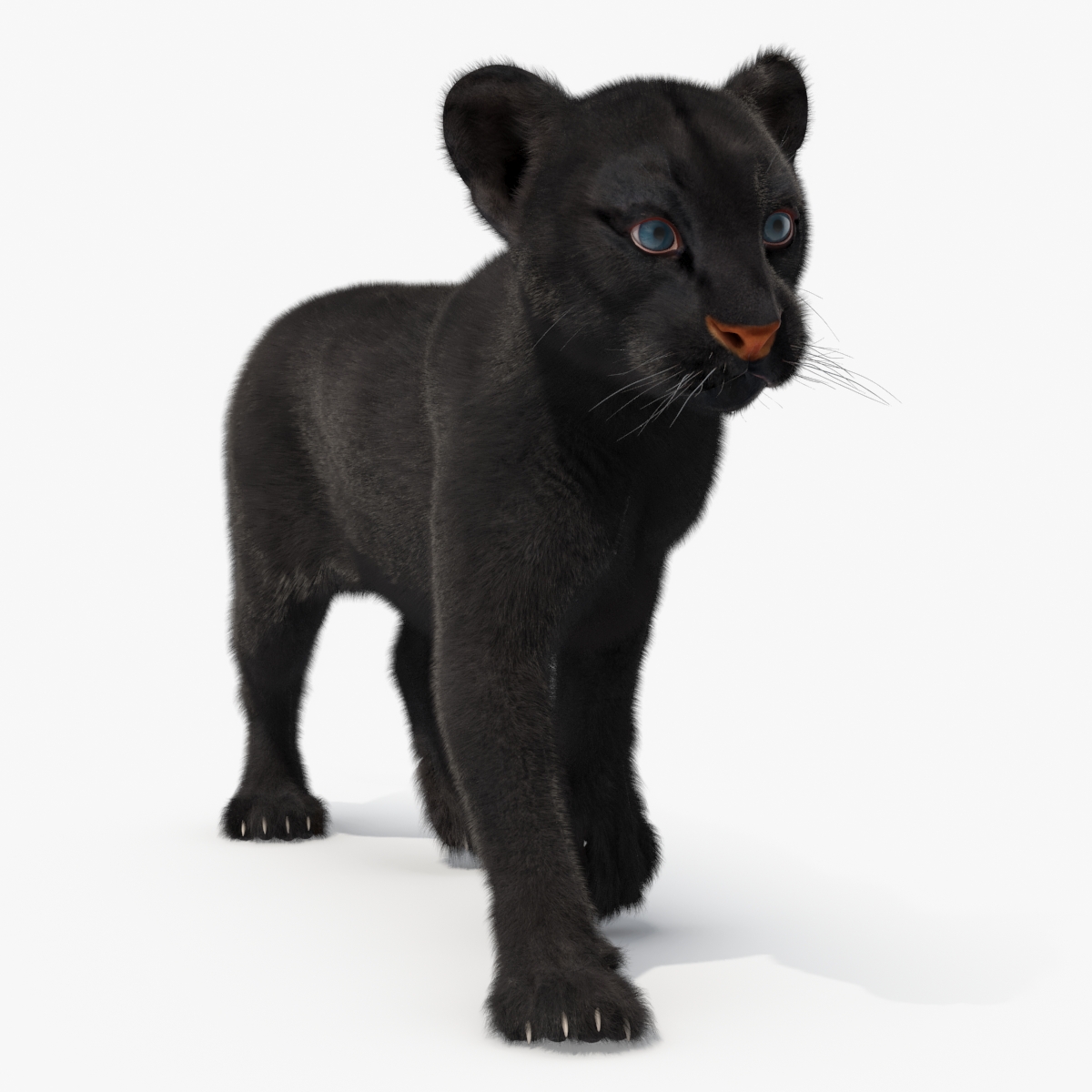 3D Black Panther Cub with Fur Rigged model