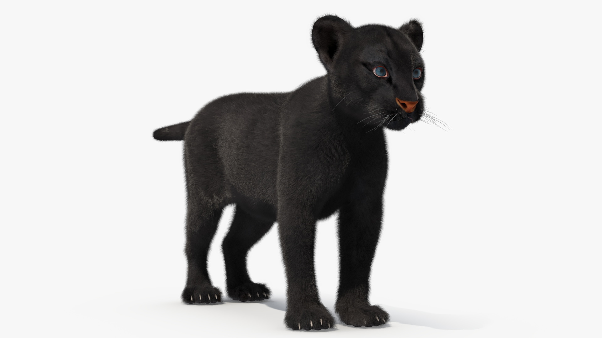 3D Black Panther Cub with Fur Rigged model