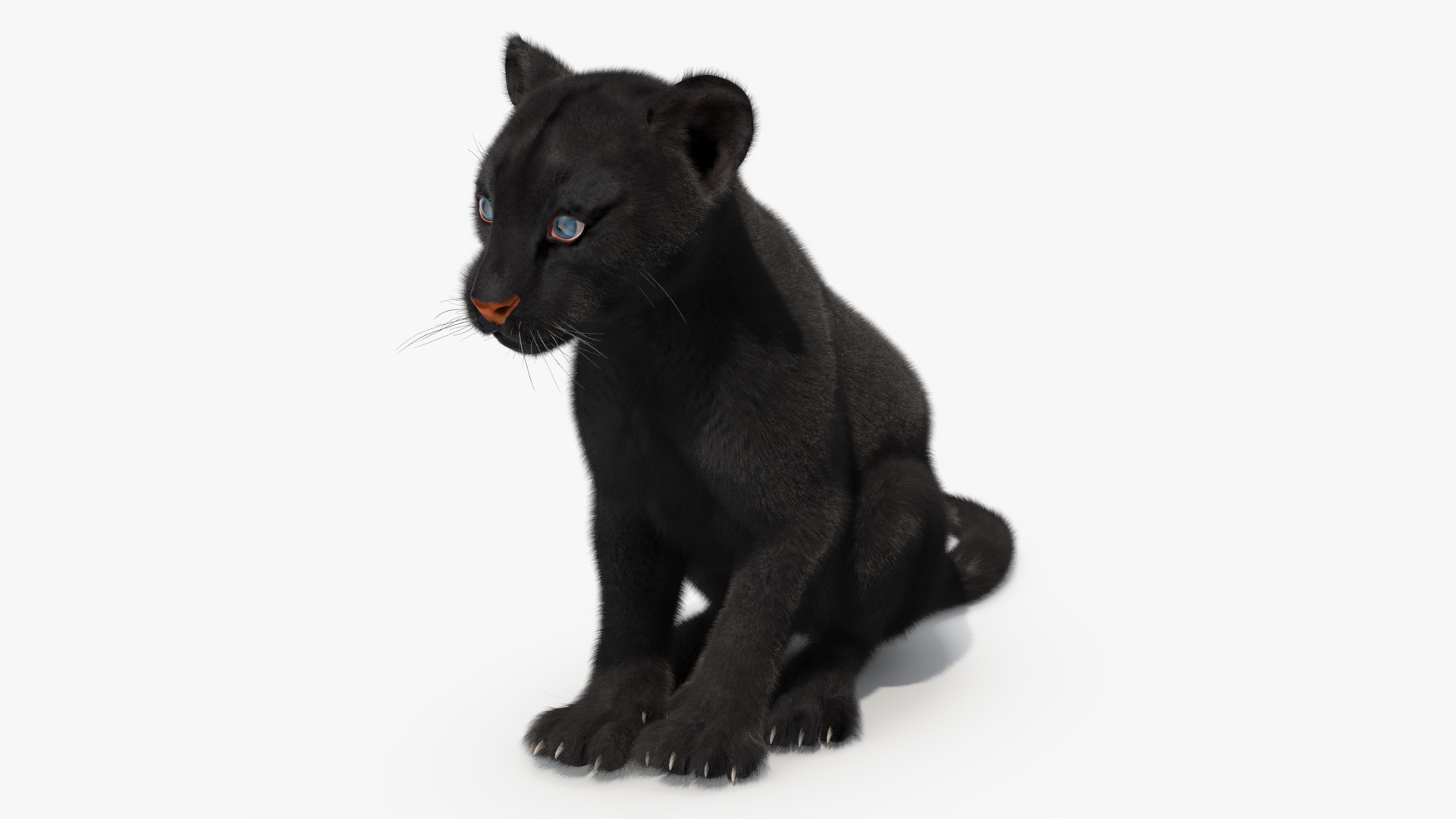 3D Black Panther Cub with Fur Rigged model