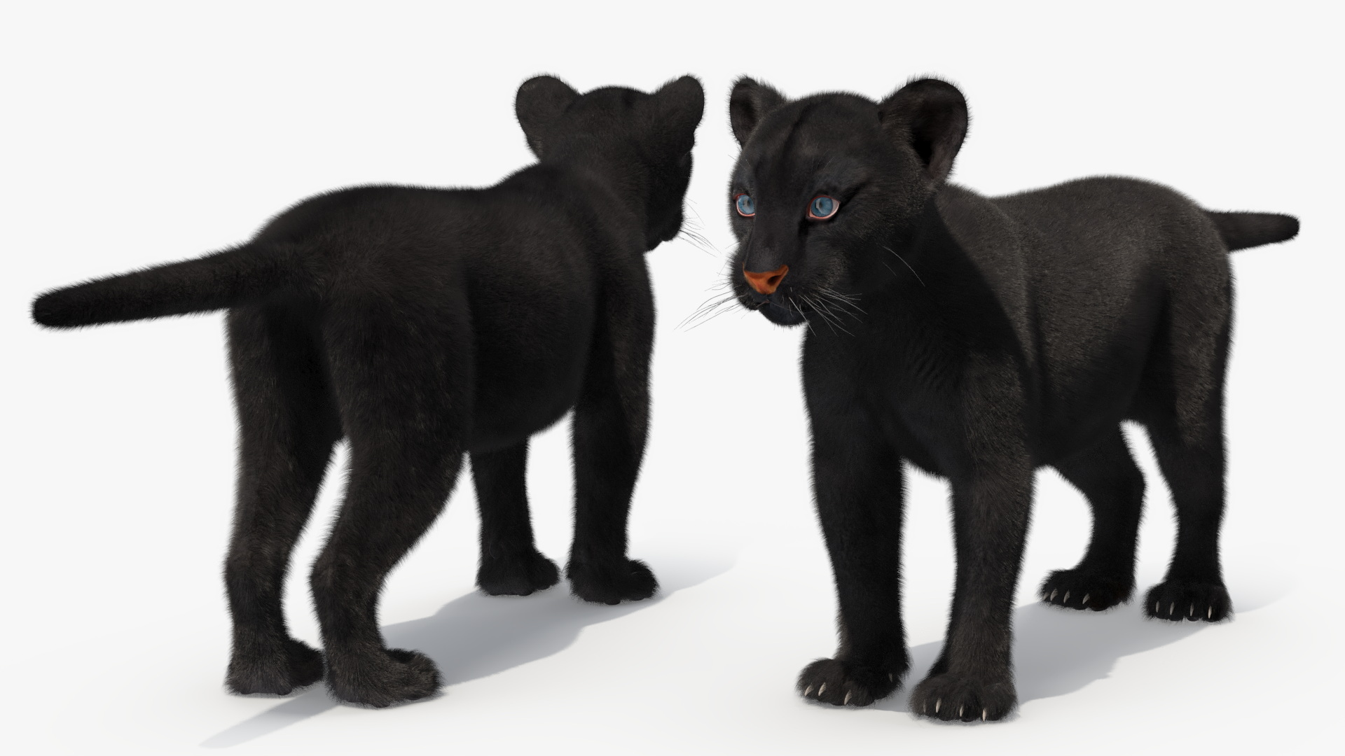 3D Black Panther Cub with Fur Rigged model