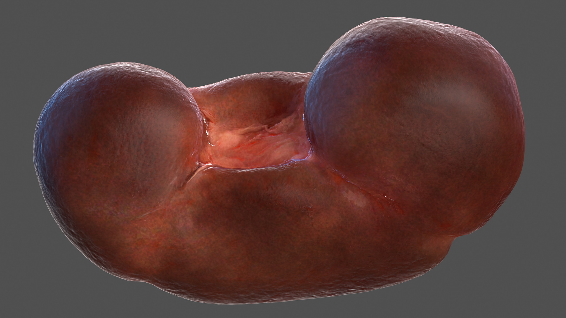 Human Kidney 3D