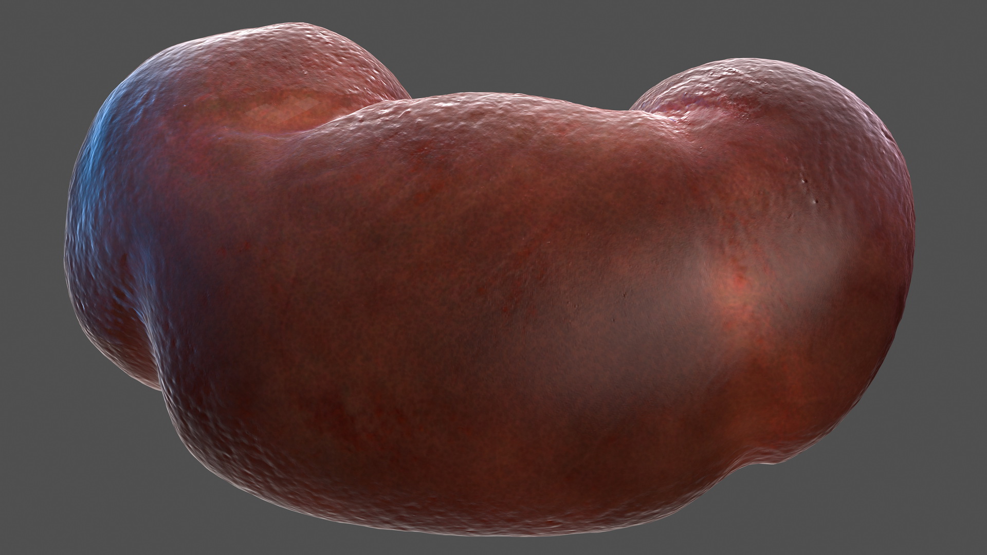 Human Kidney 3D