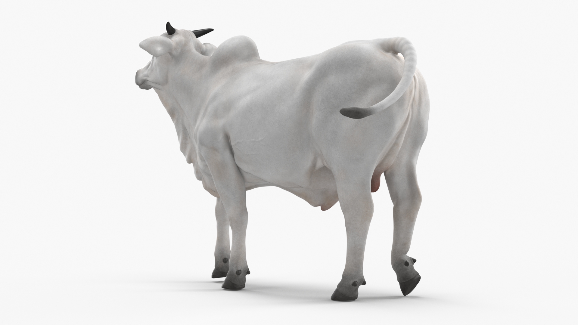 3D model Ongole Cattle Male Rigged