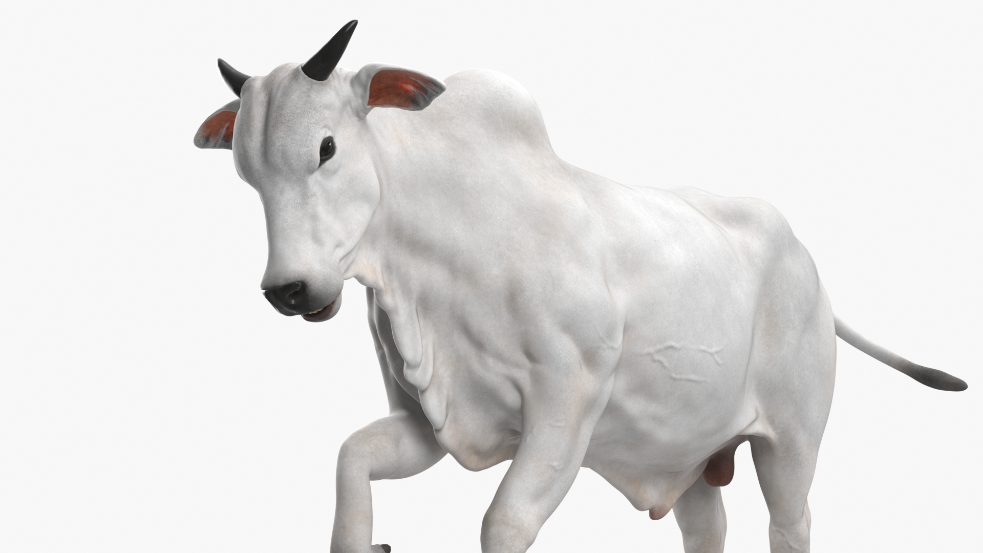 3D model Ongole Cattle Male Rigged