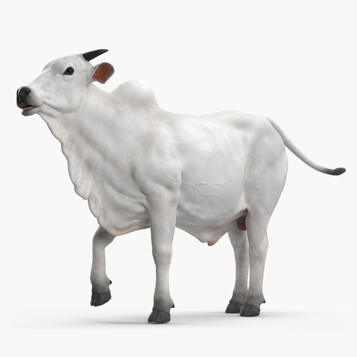 3D model Ongole Cattle Male Rigged